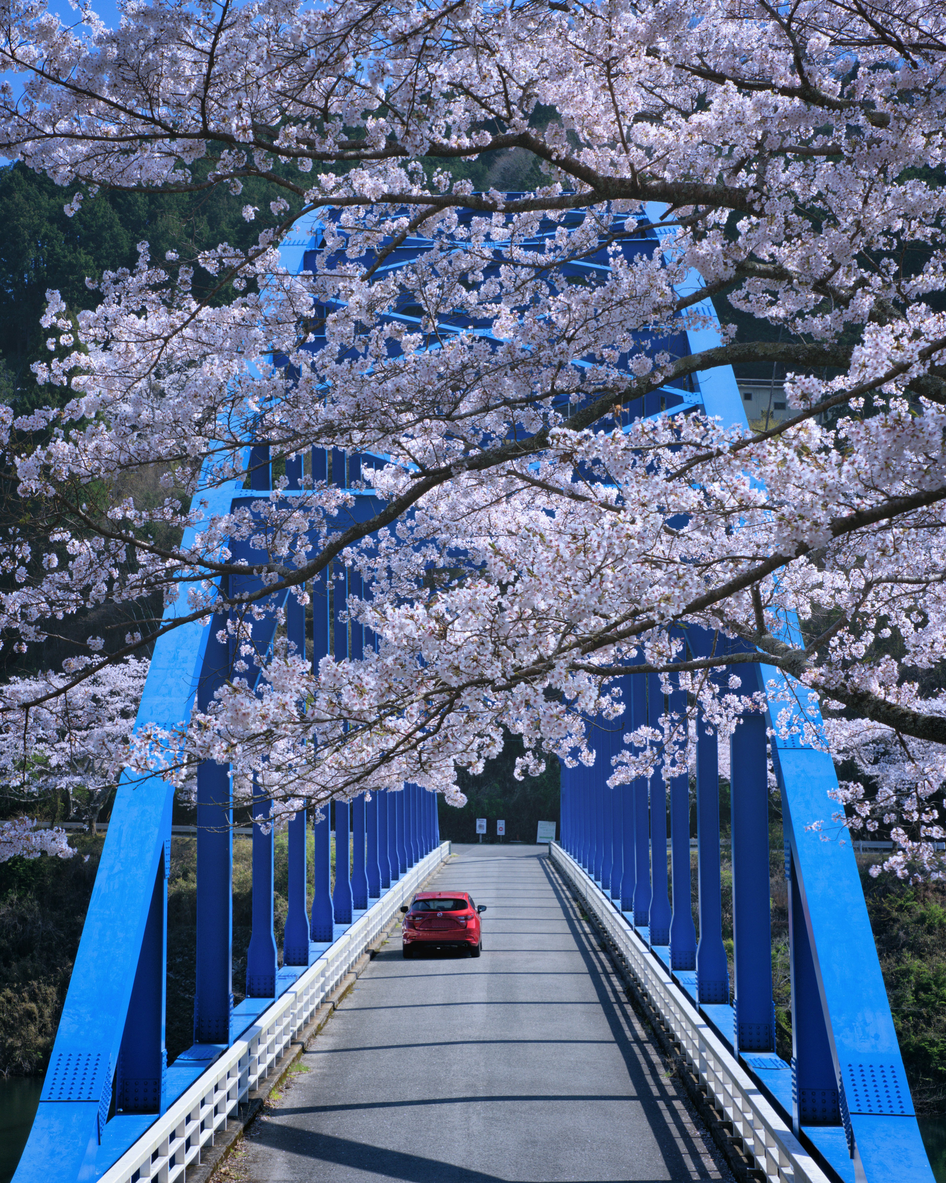 青い橋の上に咲く桜の花と赤い車が通る風景