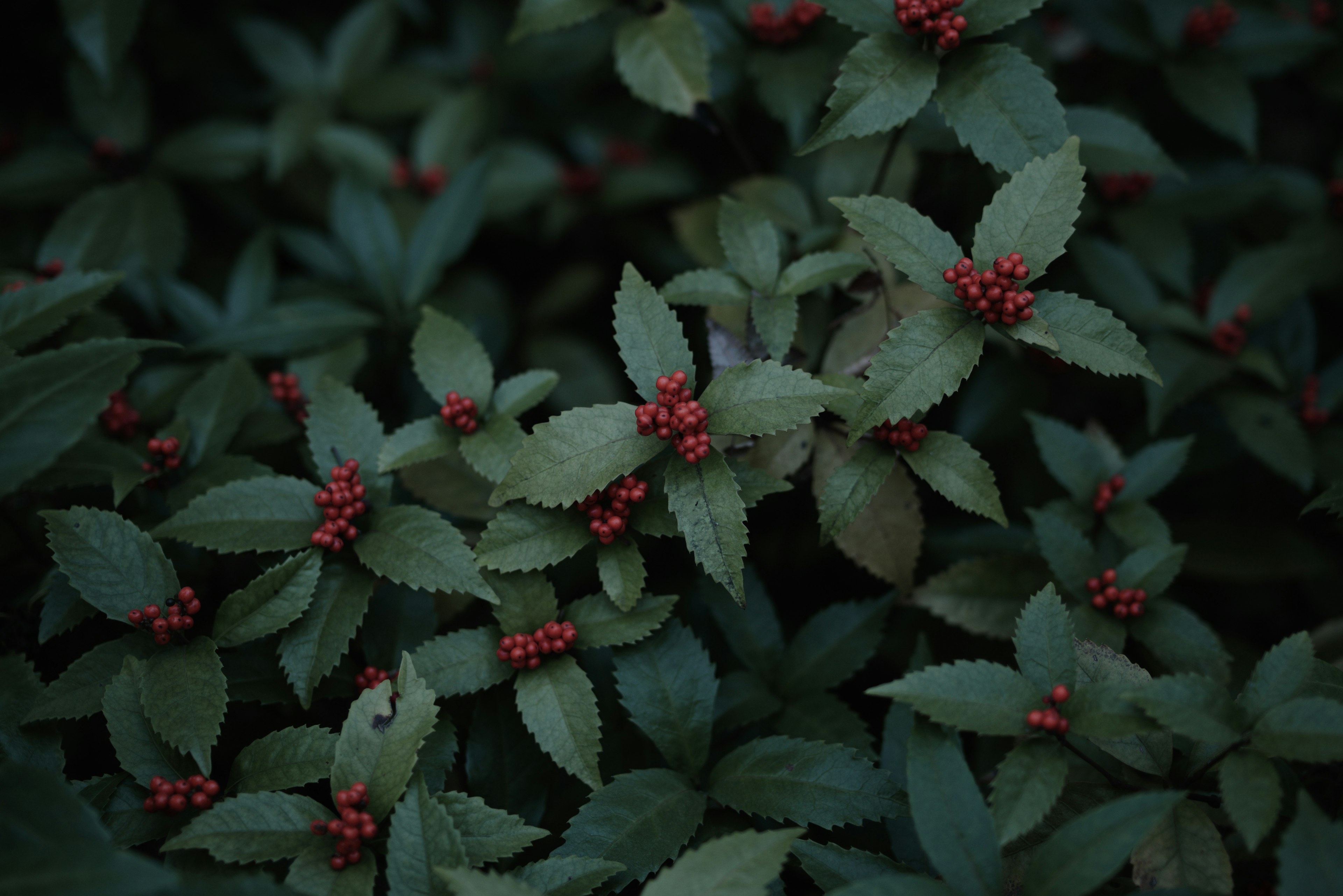 Acercamiento de una planta con hojas verdes y bayas rojas