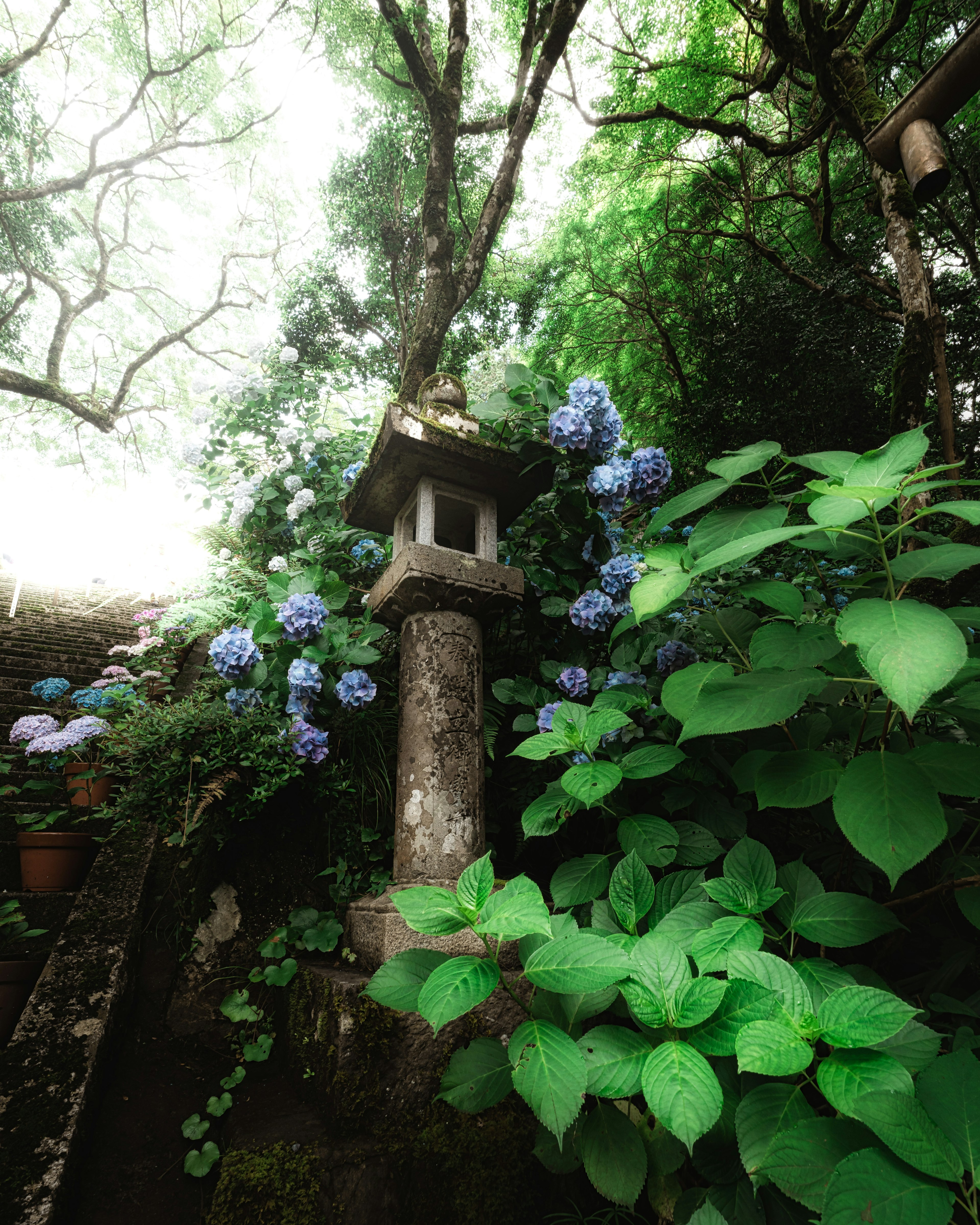 Lentera batu dikelilingi oleh vegetasi subur dan bunga hortensia biru