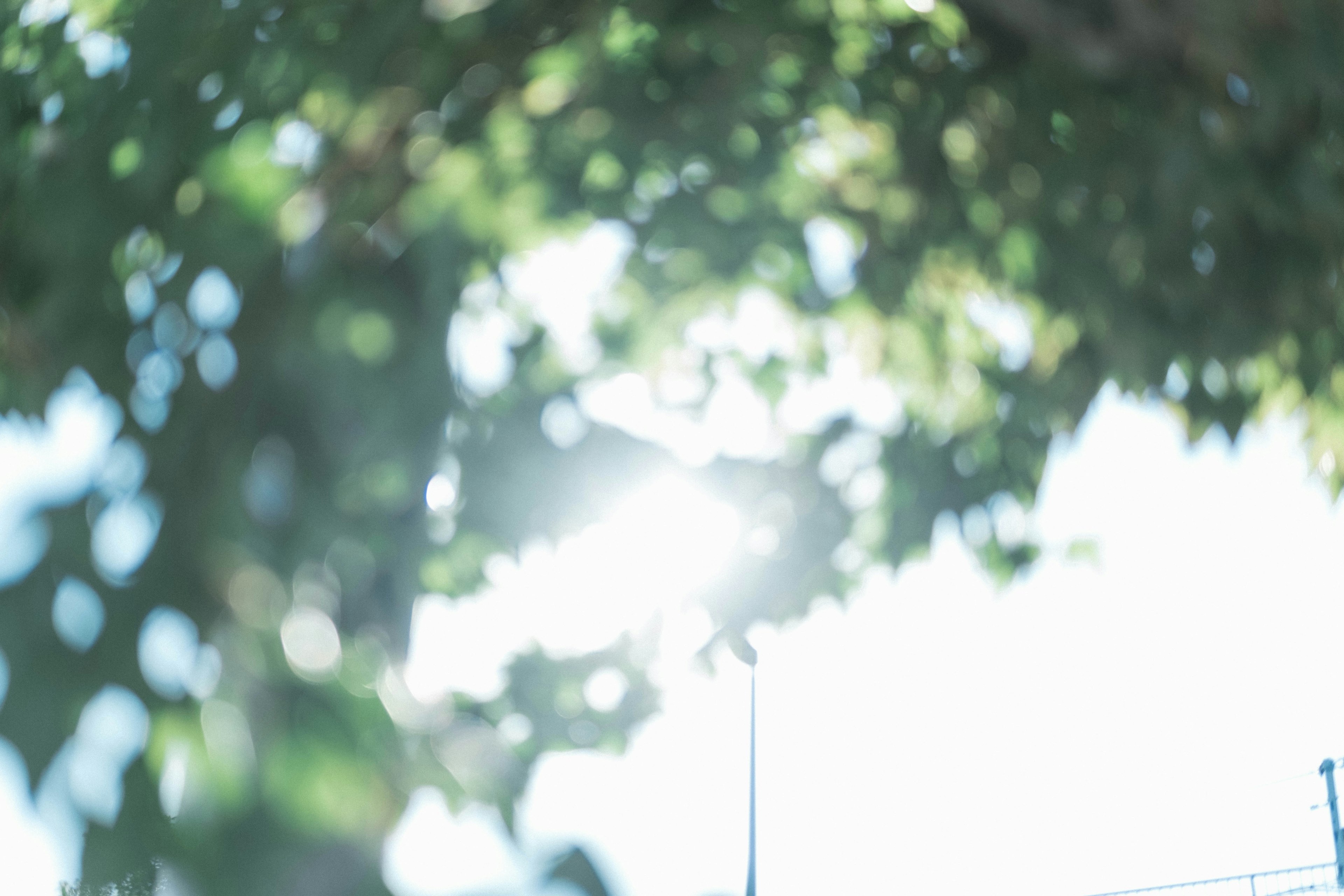 Blurred image of green leaves with sunlight shining through