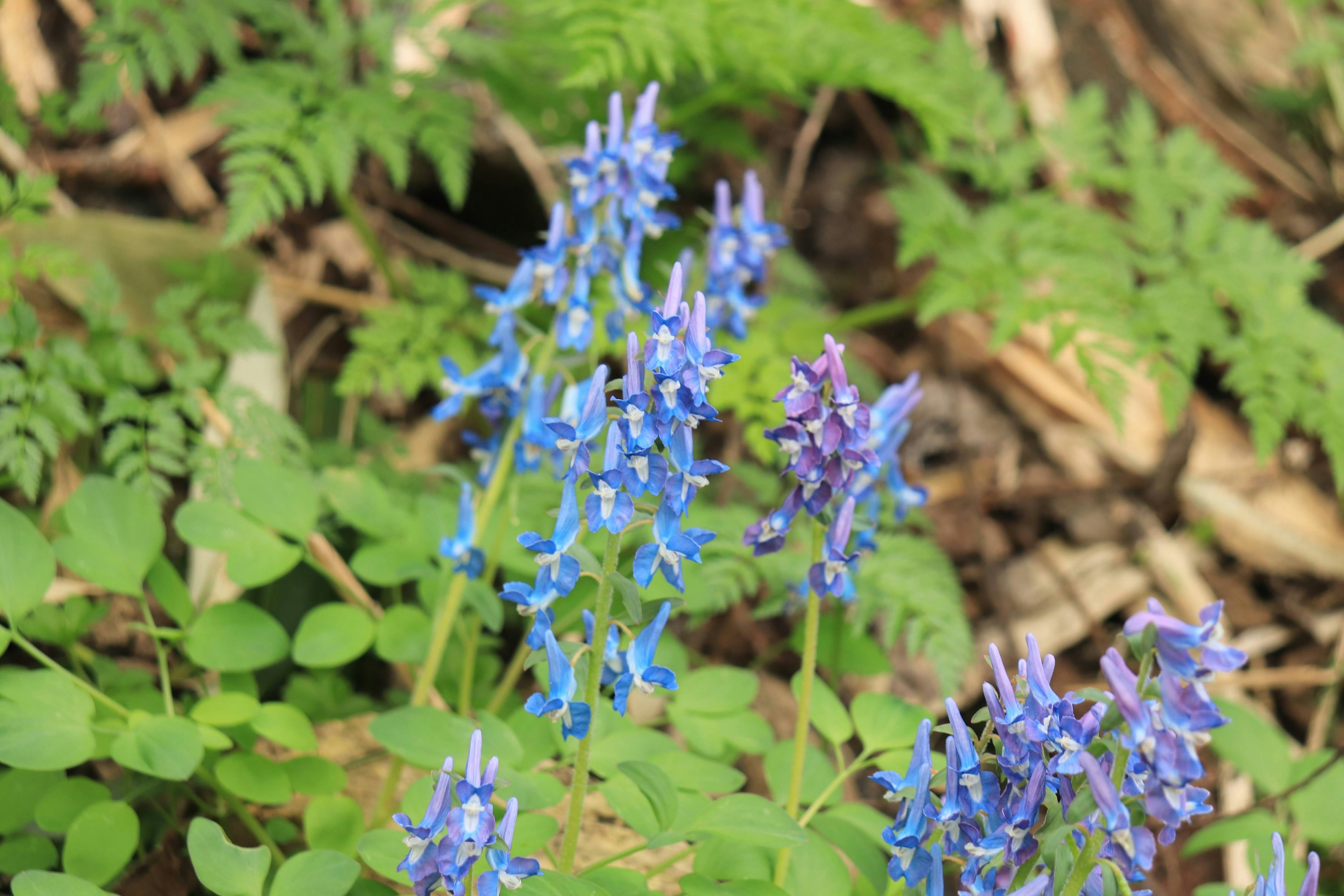 Raggruppamento di fiori blu e viola in un ambiente naturale