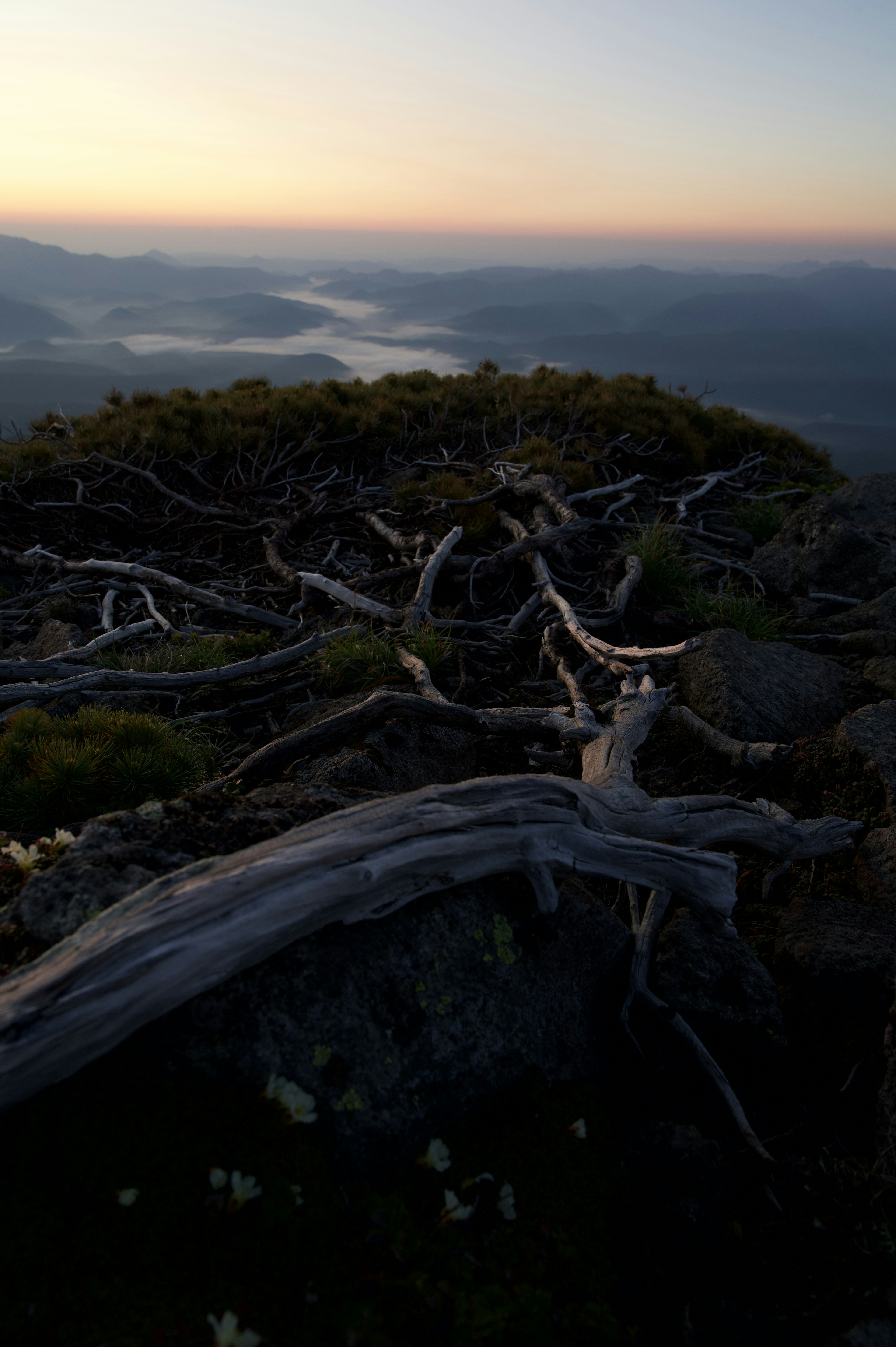 夕暮れ時の山頂から見た樹木の根と岩の風景