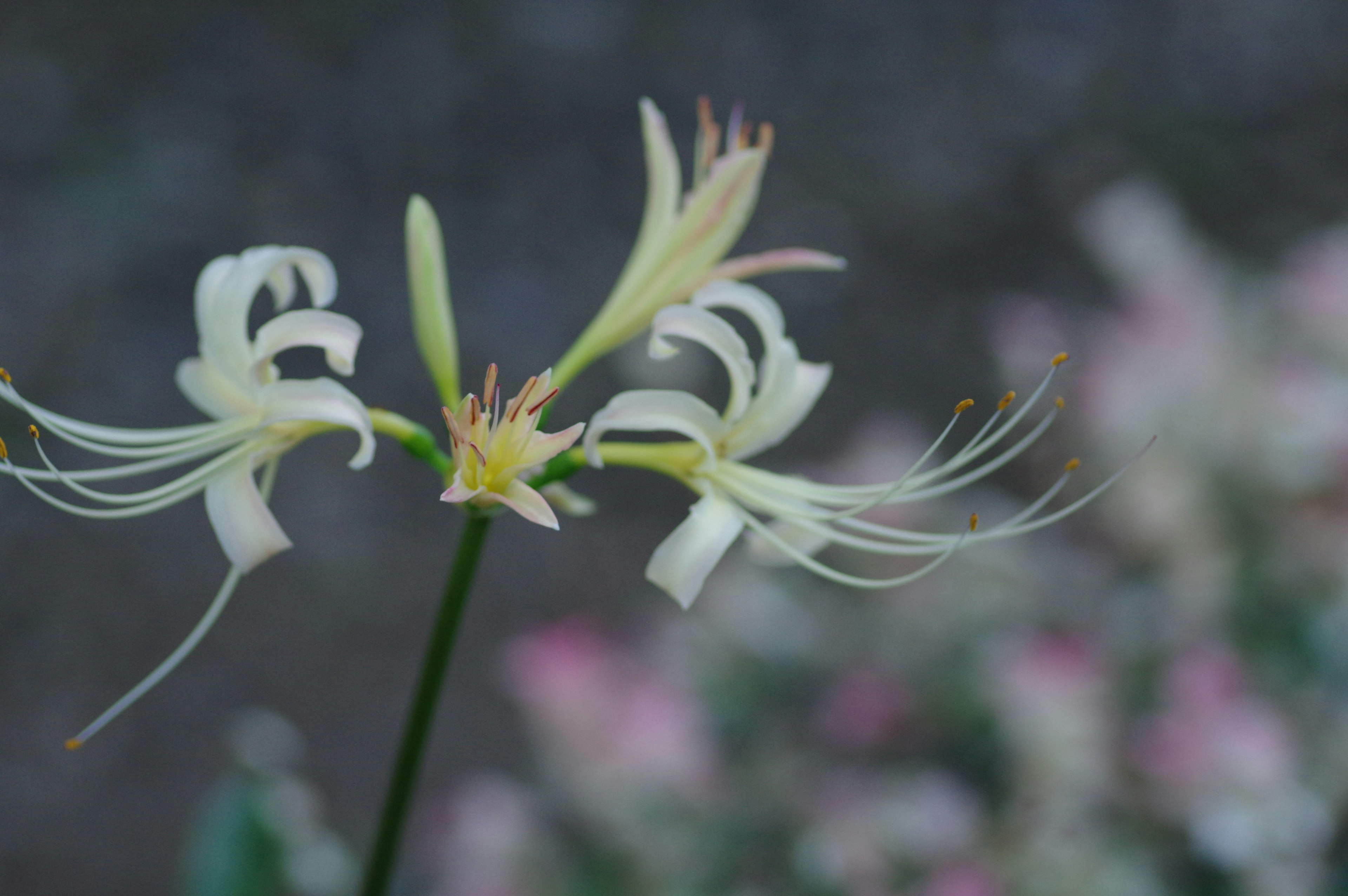 Gros plan d'une fleur unique avec des pétales blancs des vrilles délicates et un arrière-plan doux