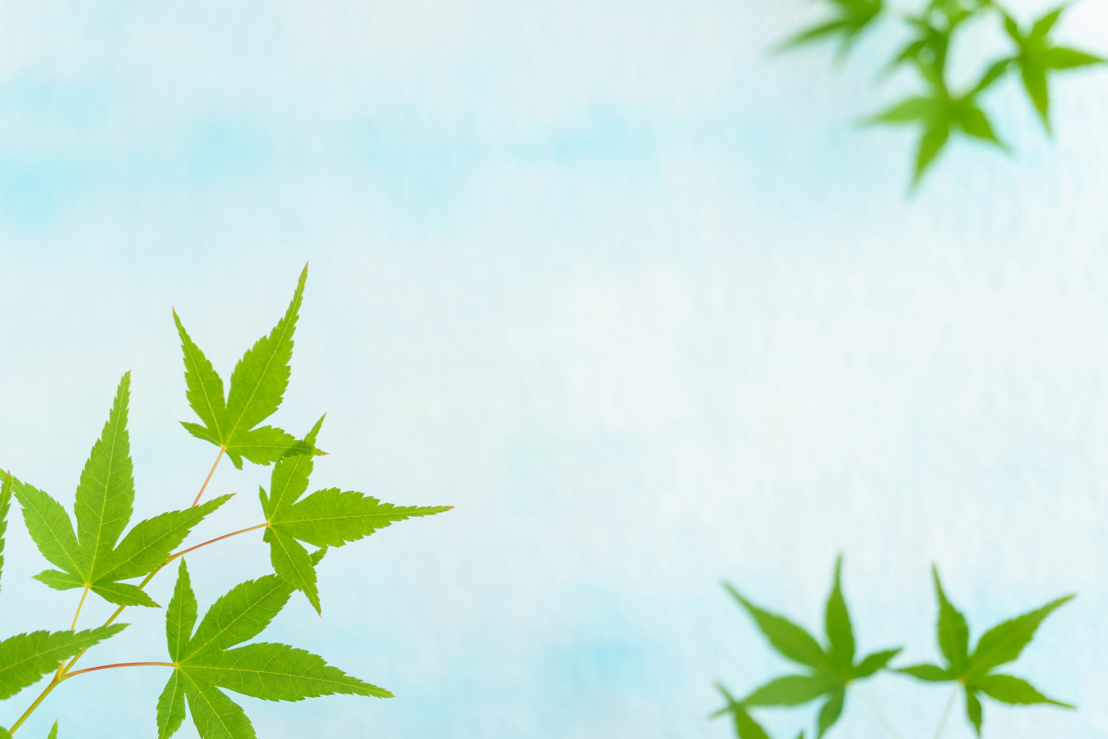 Green leaves elegantly arranged against a blue sky background