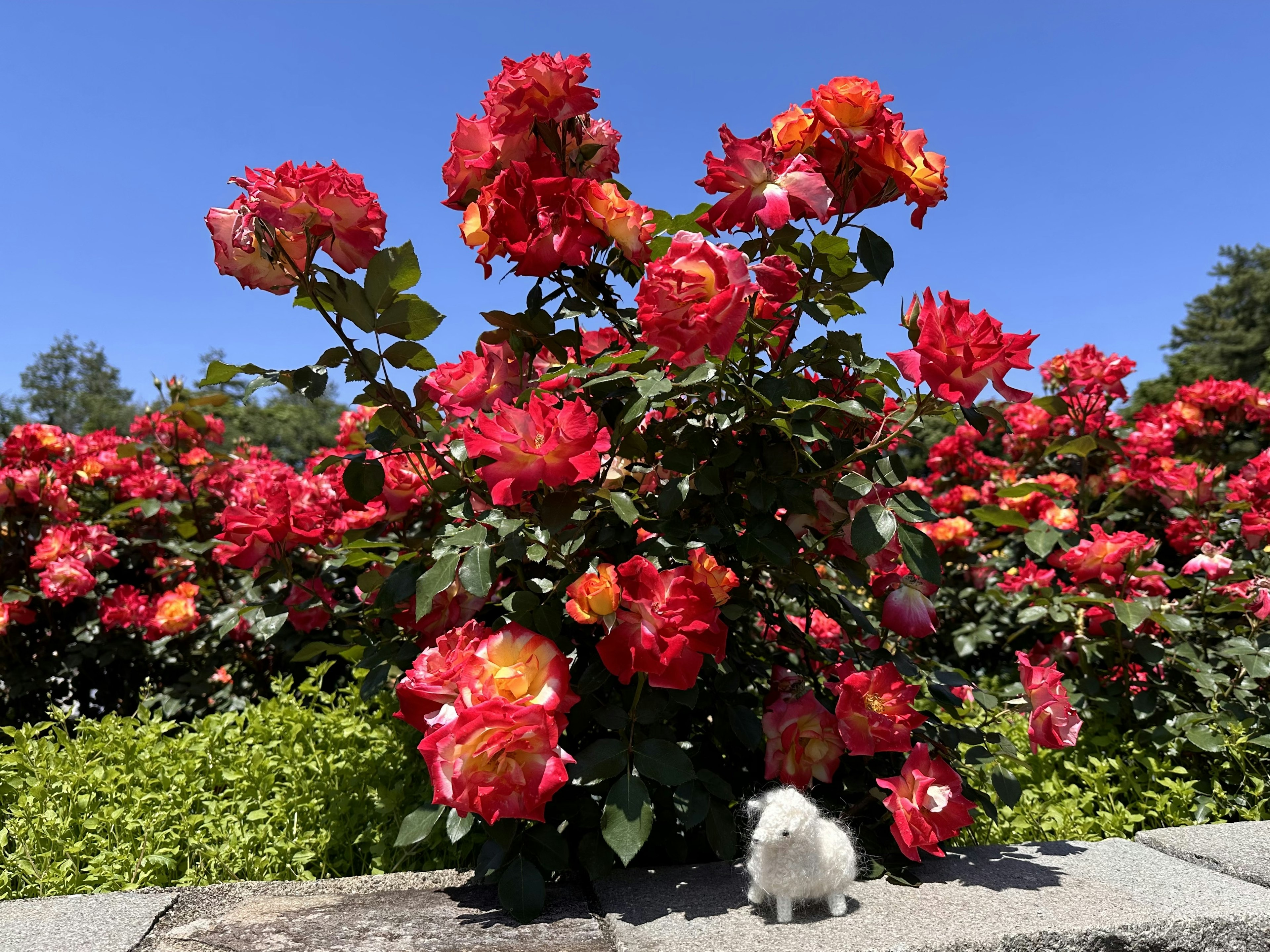 Un pequeño animal blanco cerca de arbustos de rosas rojas vibrantes en un jardín