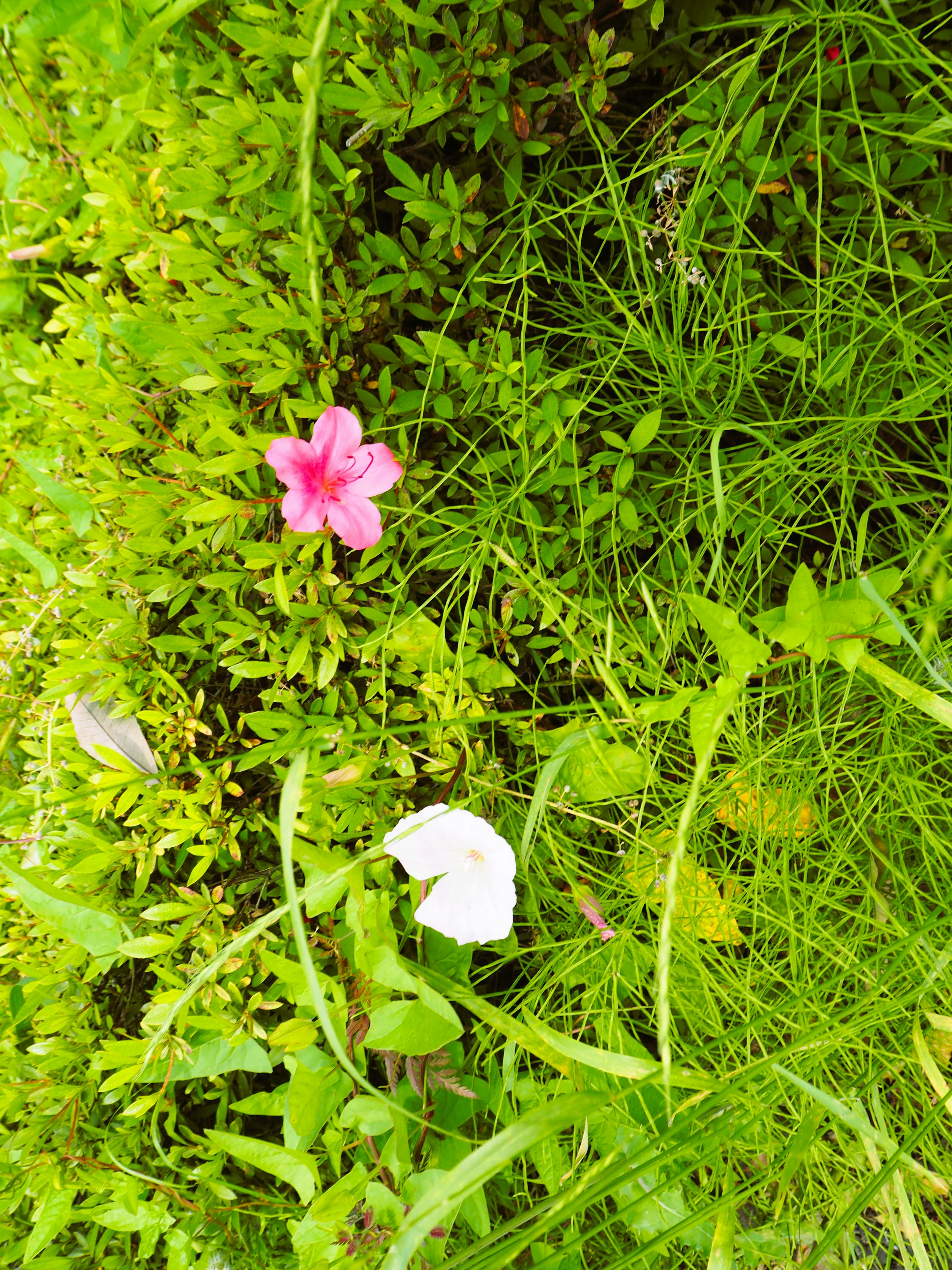 Pink and white flowers blooming among green grass