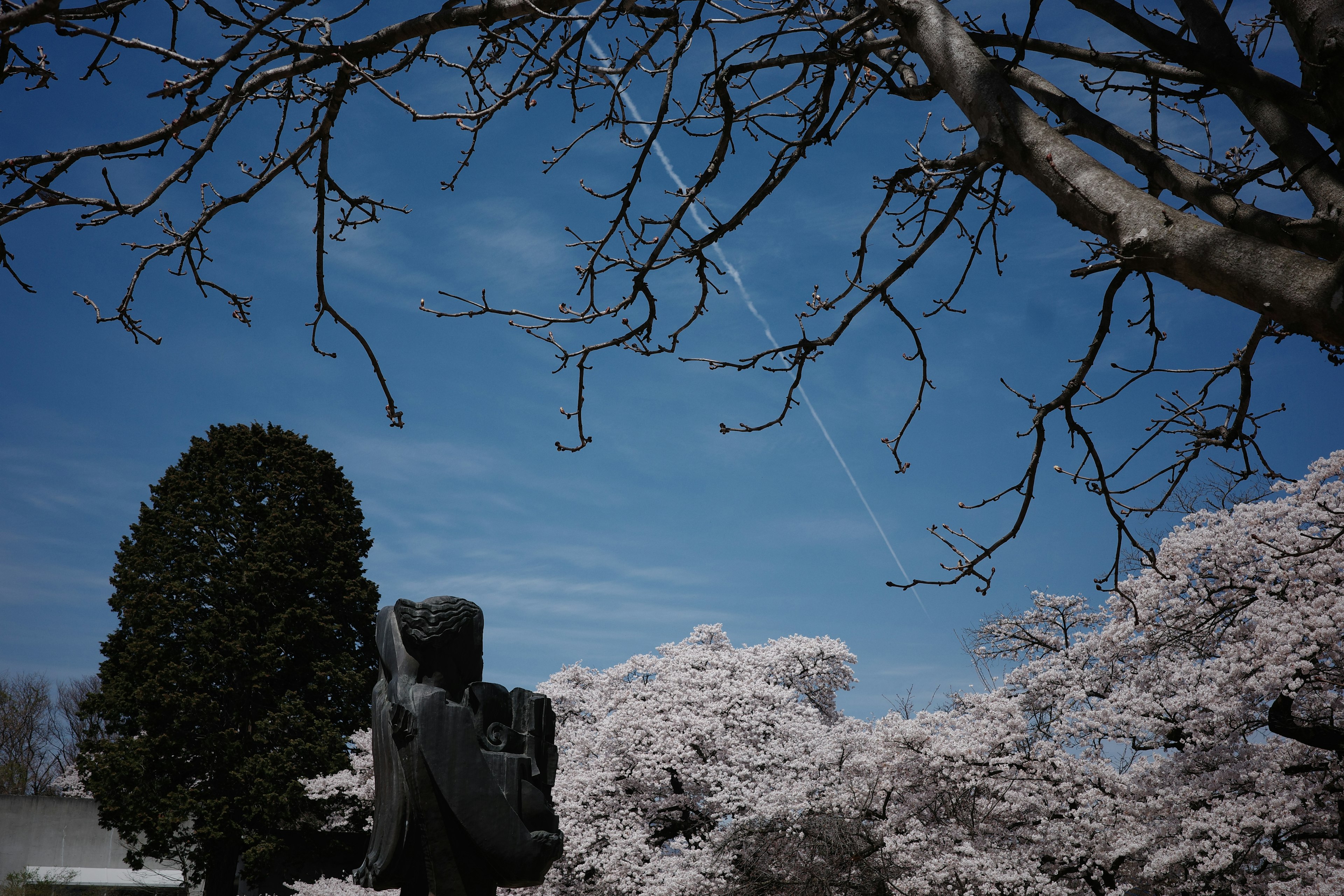 青空の下で桜の木と彫像が見える風景