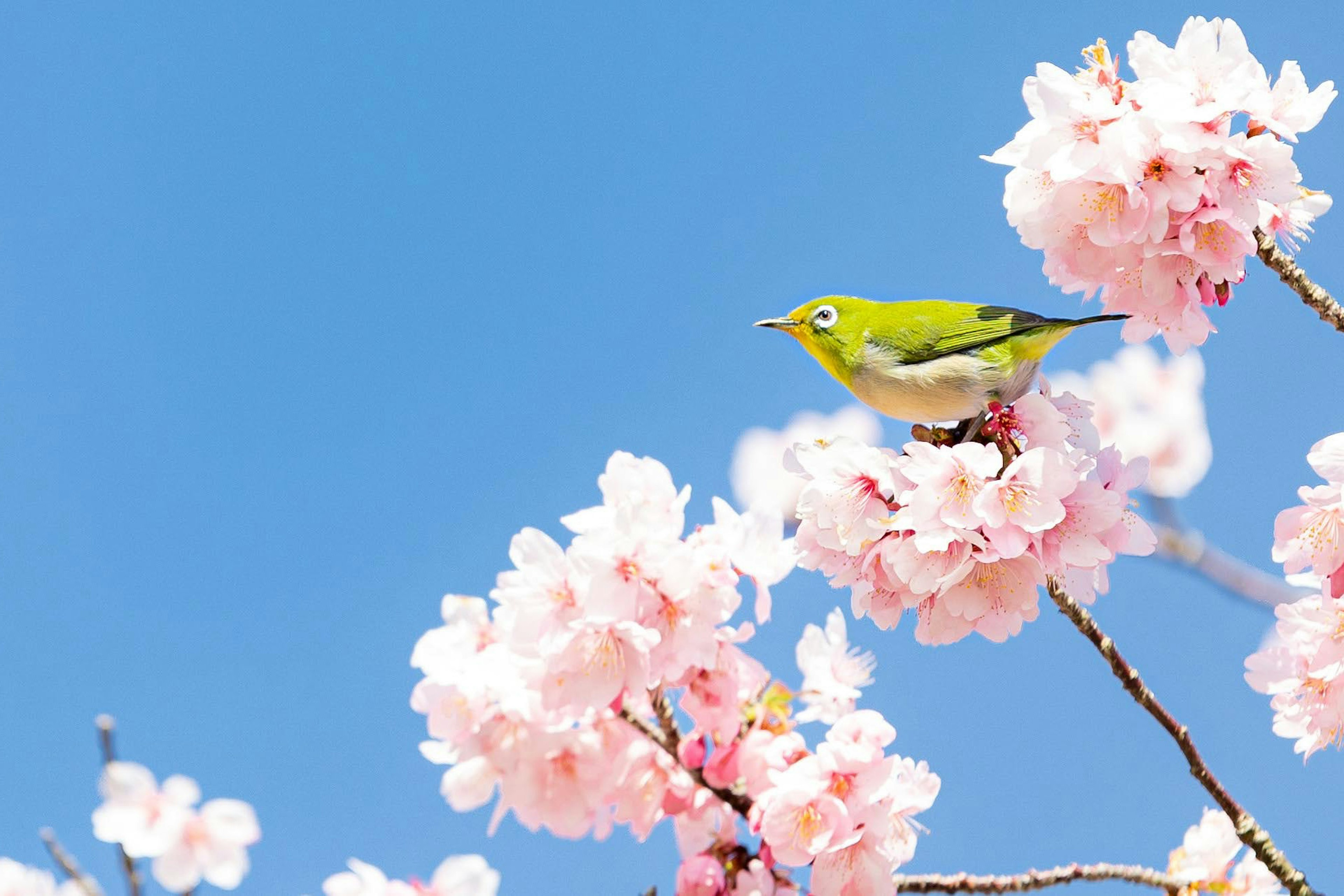 青空の下で桜の花に止まる緑色の小鳥