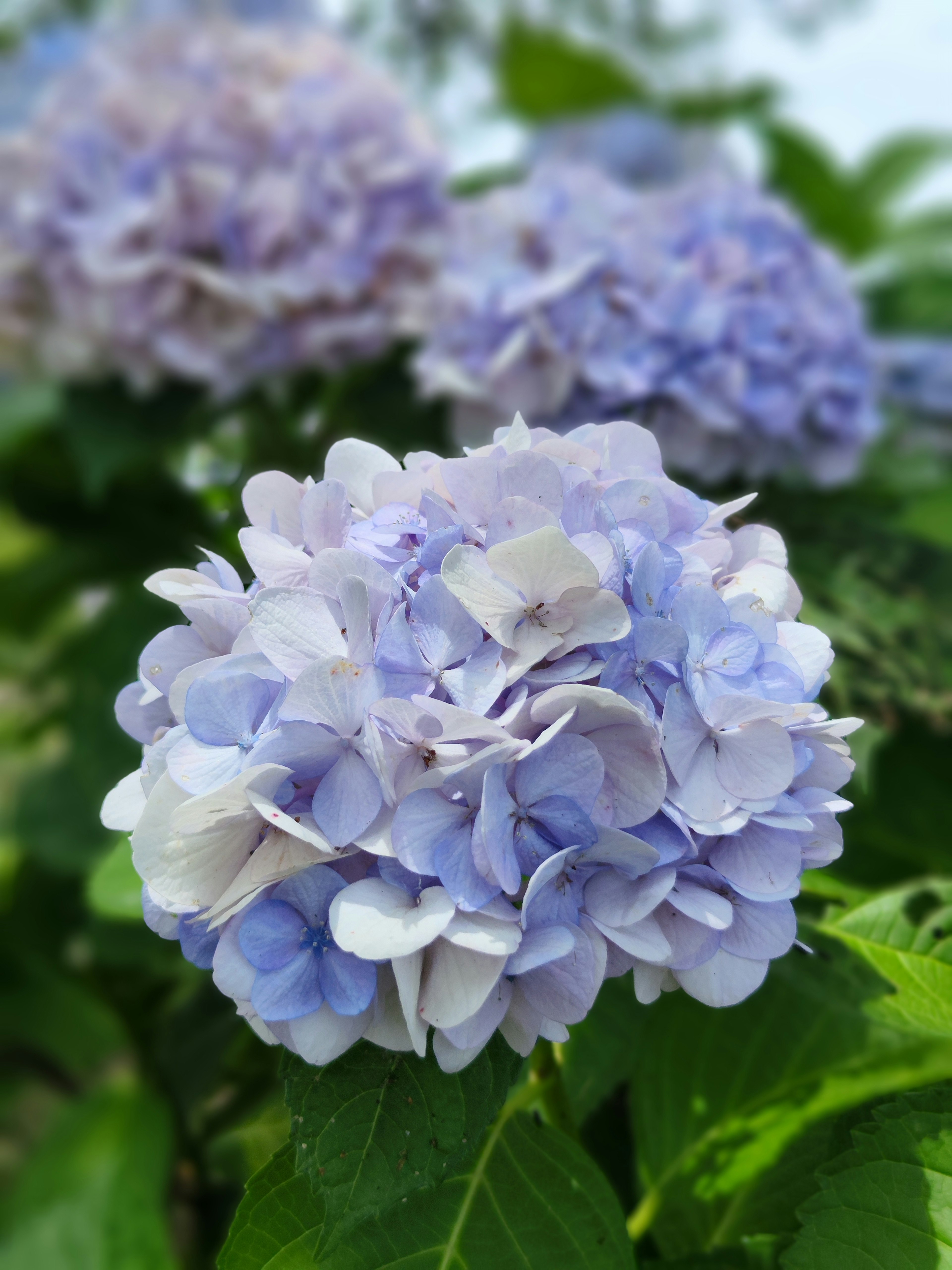 Bunga hydrangea mekar dikelilingi daun hijau