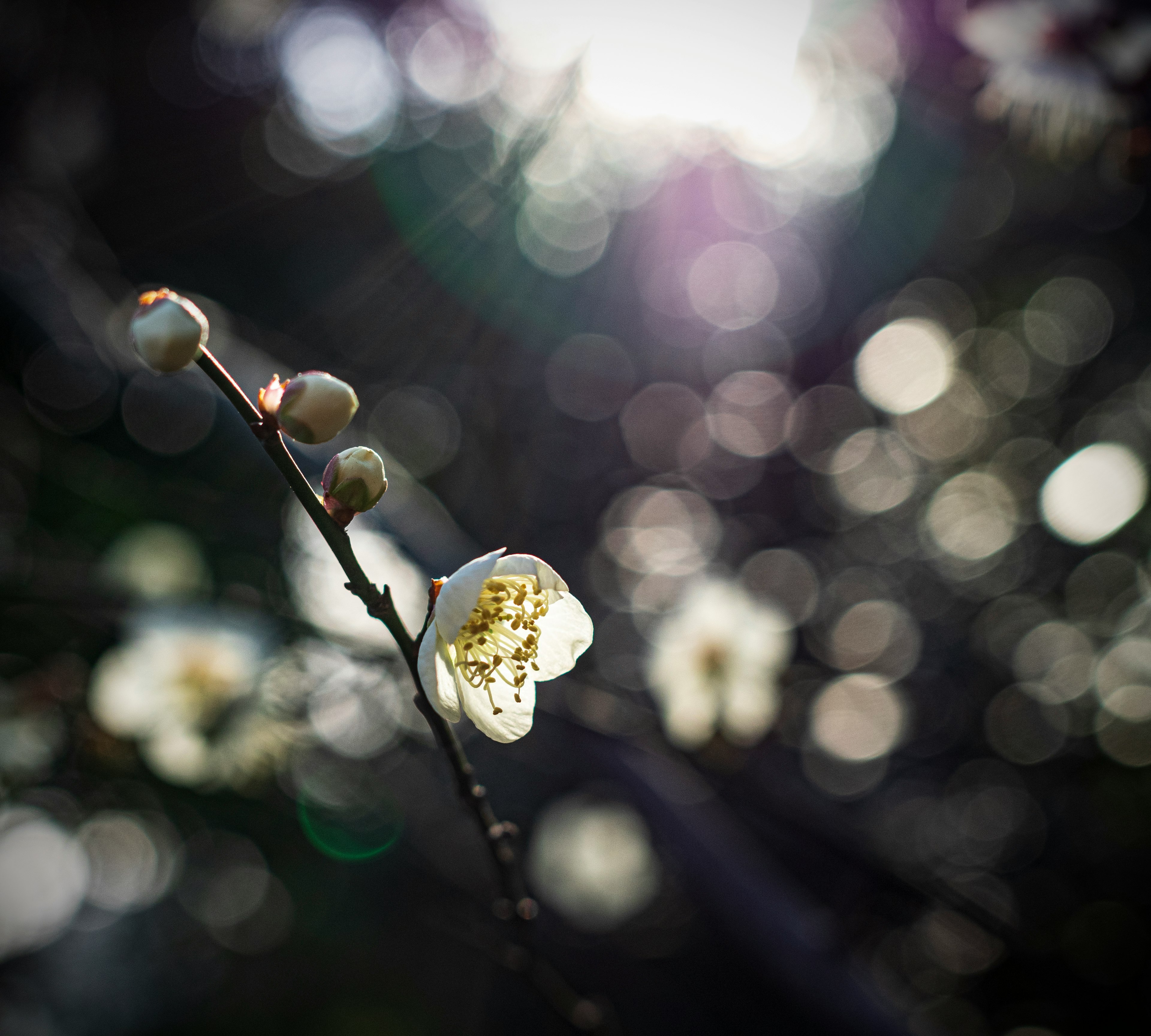 Zweig mit weißer Blüte und Knospen im Weichzeichner