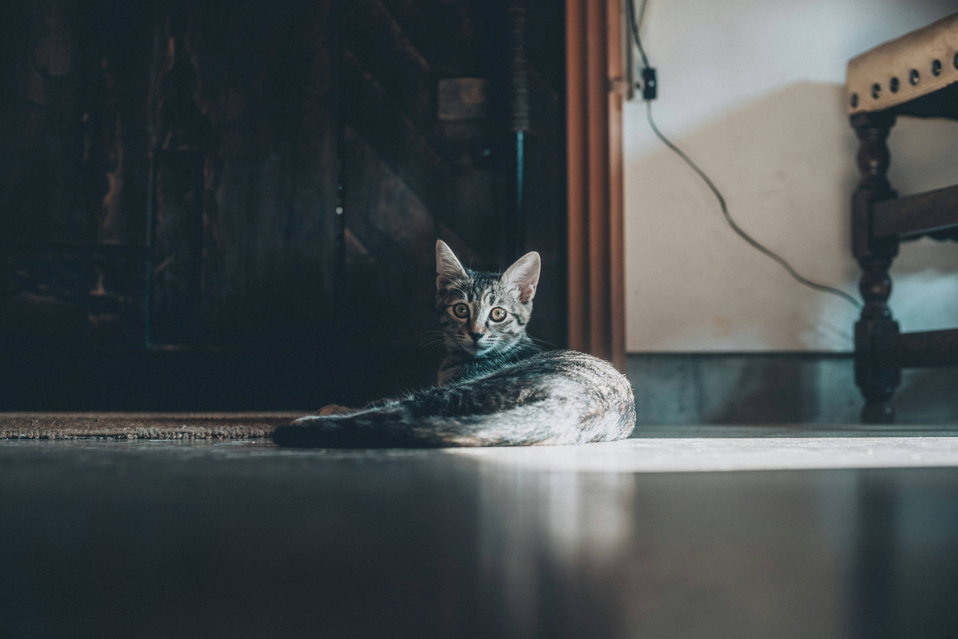 Un gato gris acostado frente a una puerta