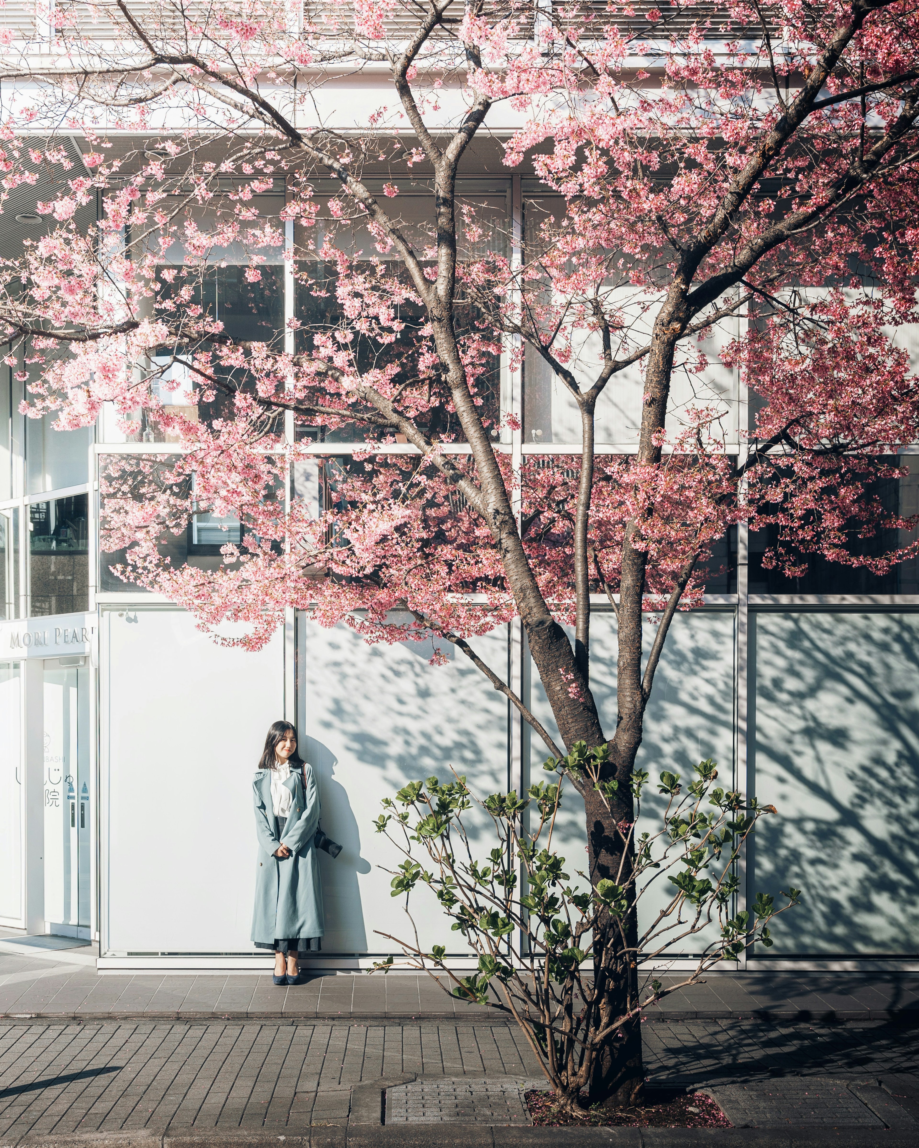 桜の木の前に立つ女性と近代的な建物