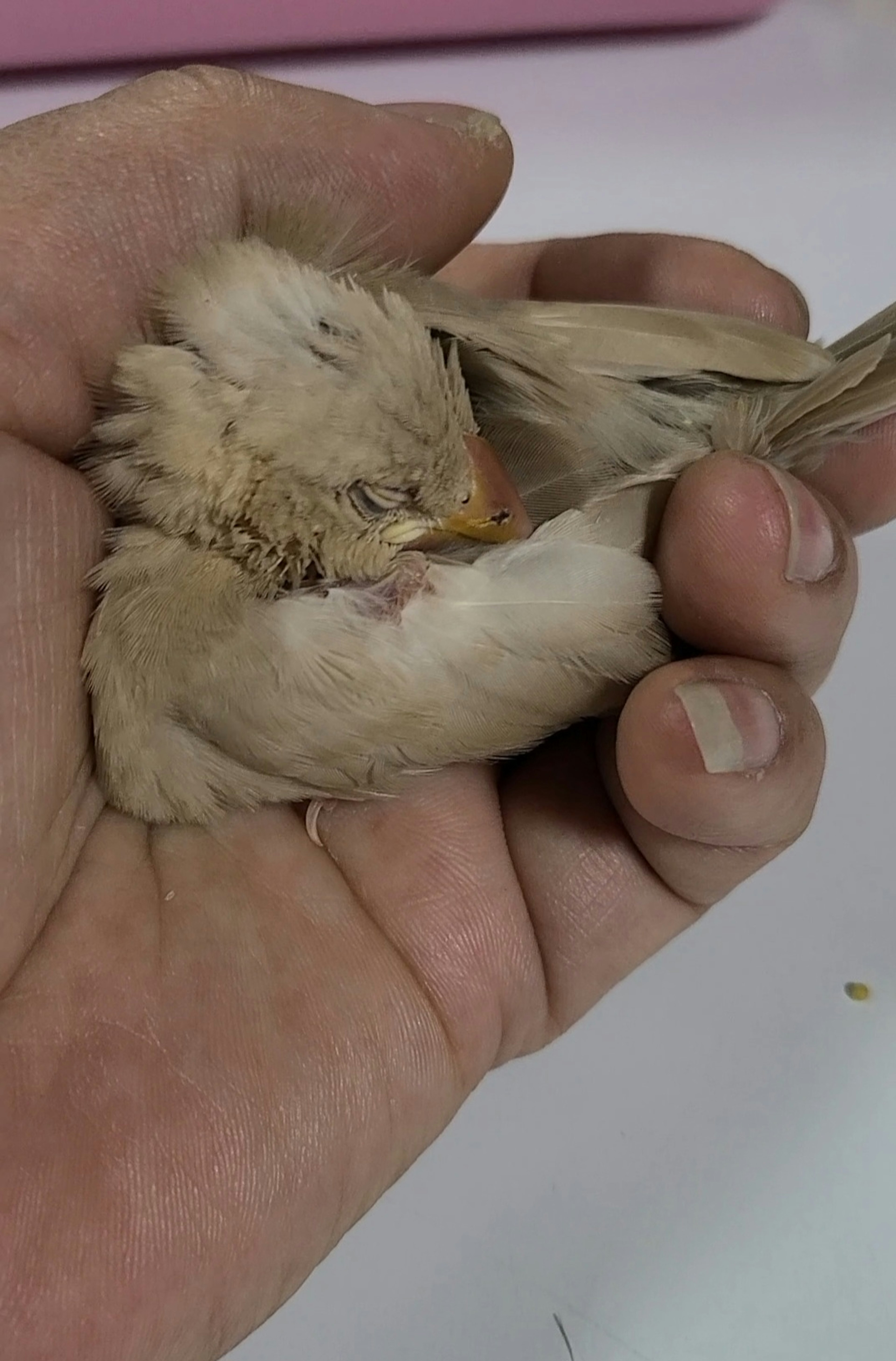 Un piccolo uccello bianco che riposa in una mano