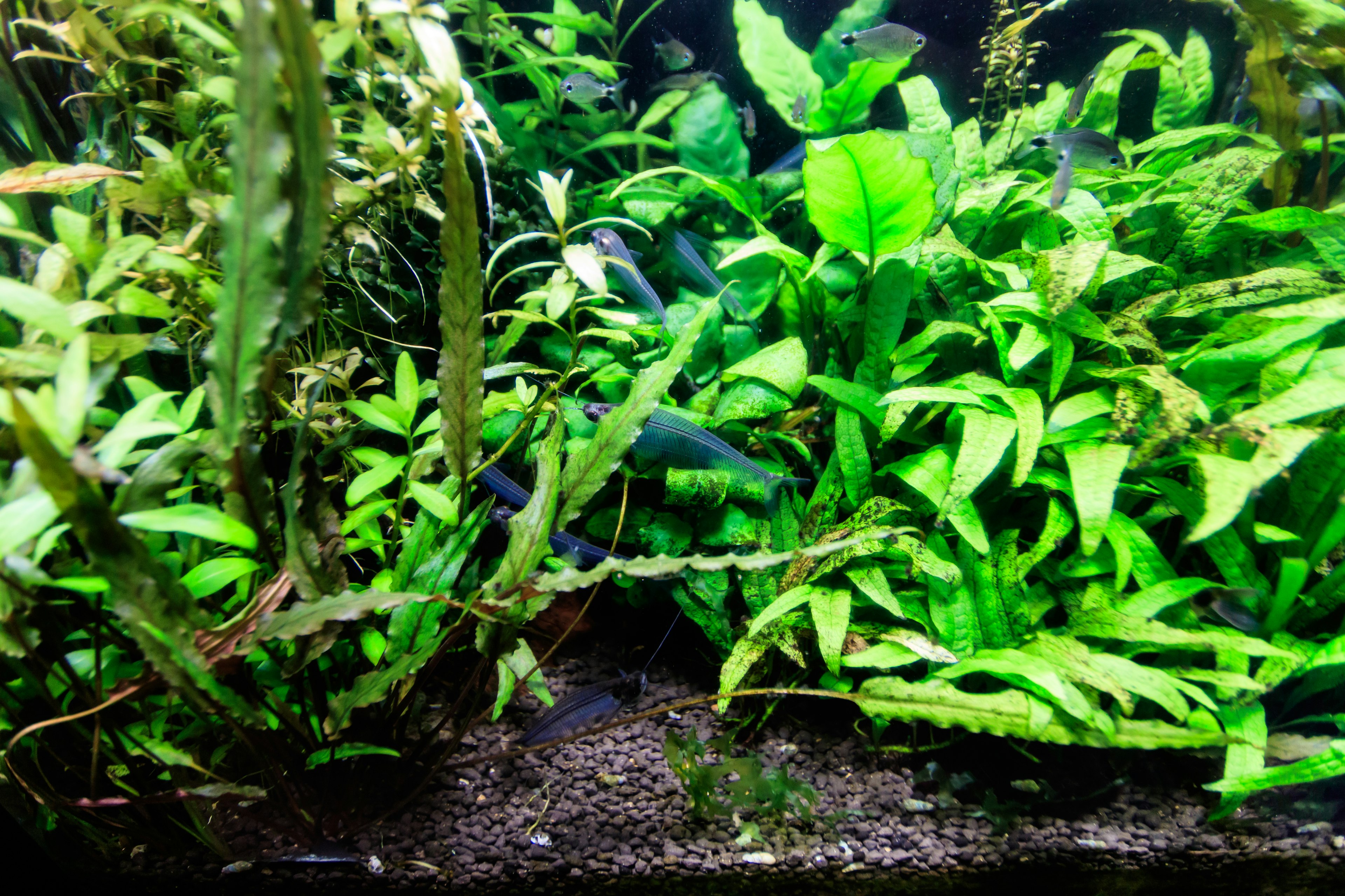 Lush green aquatic plants in a freshwater aquarium