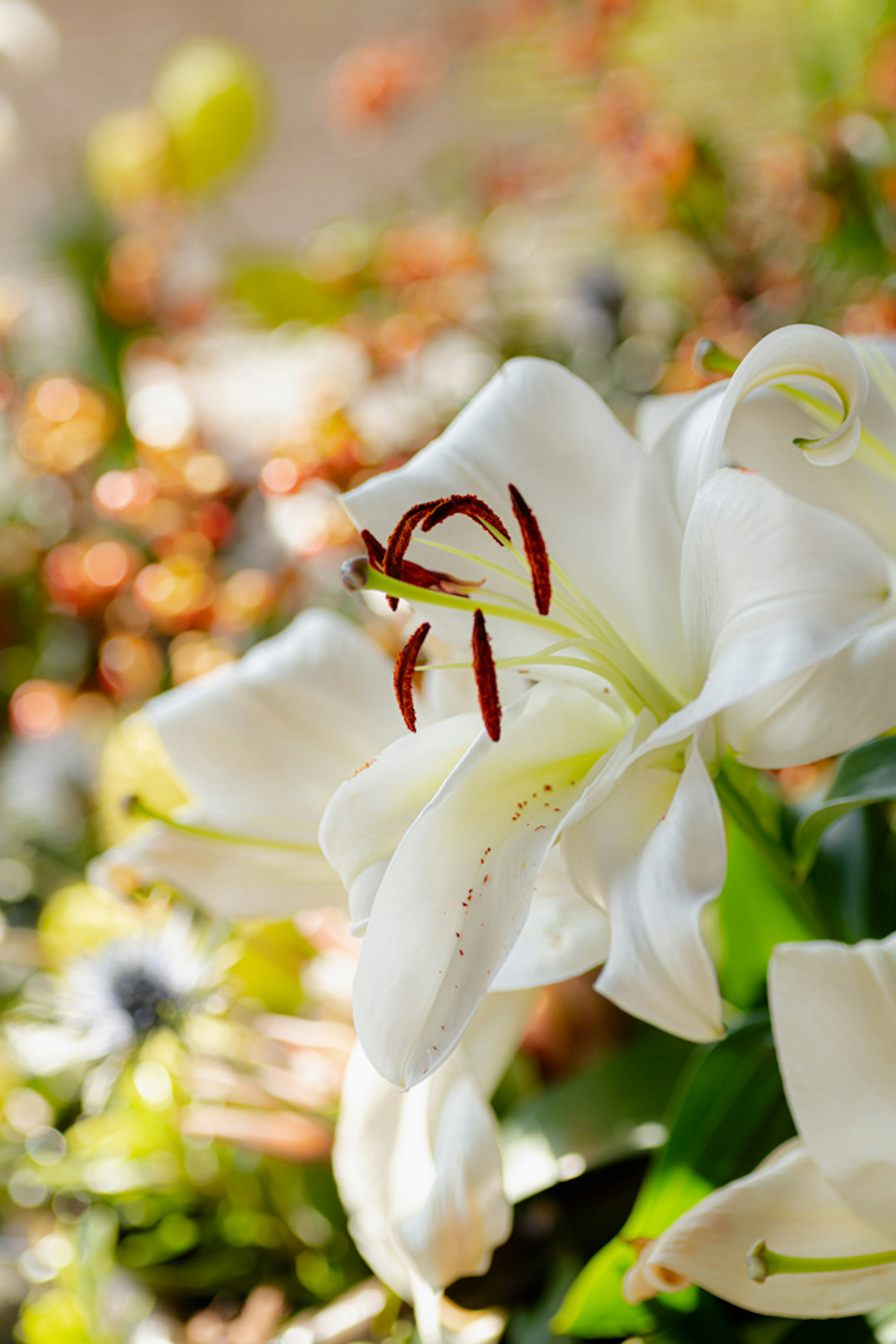 白いユリの花と赤い雄しべのクローズアップ 背景にぼんやりした色とりどりの花が見える