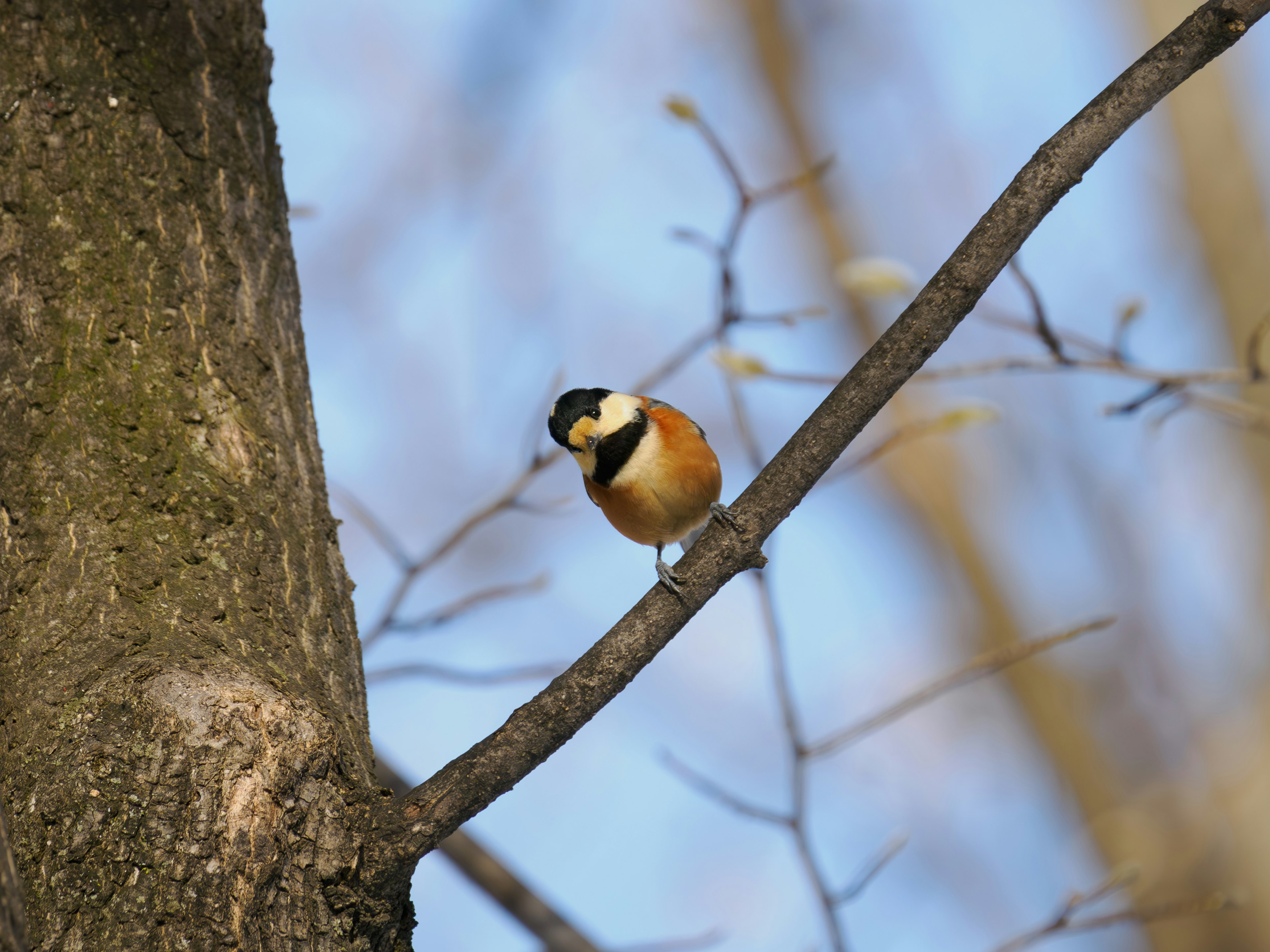 Ein kleiner Vogel, der auf einem Baumzweig mit lebendigen Farben sitzt