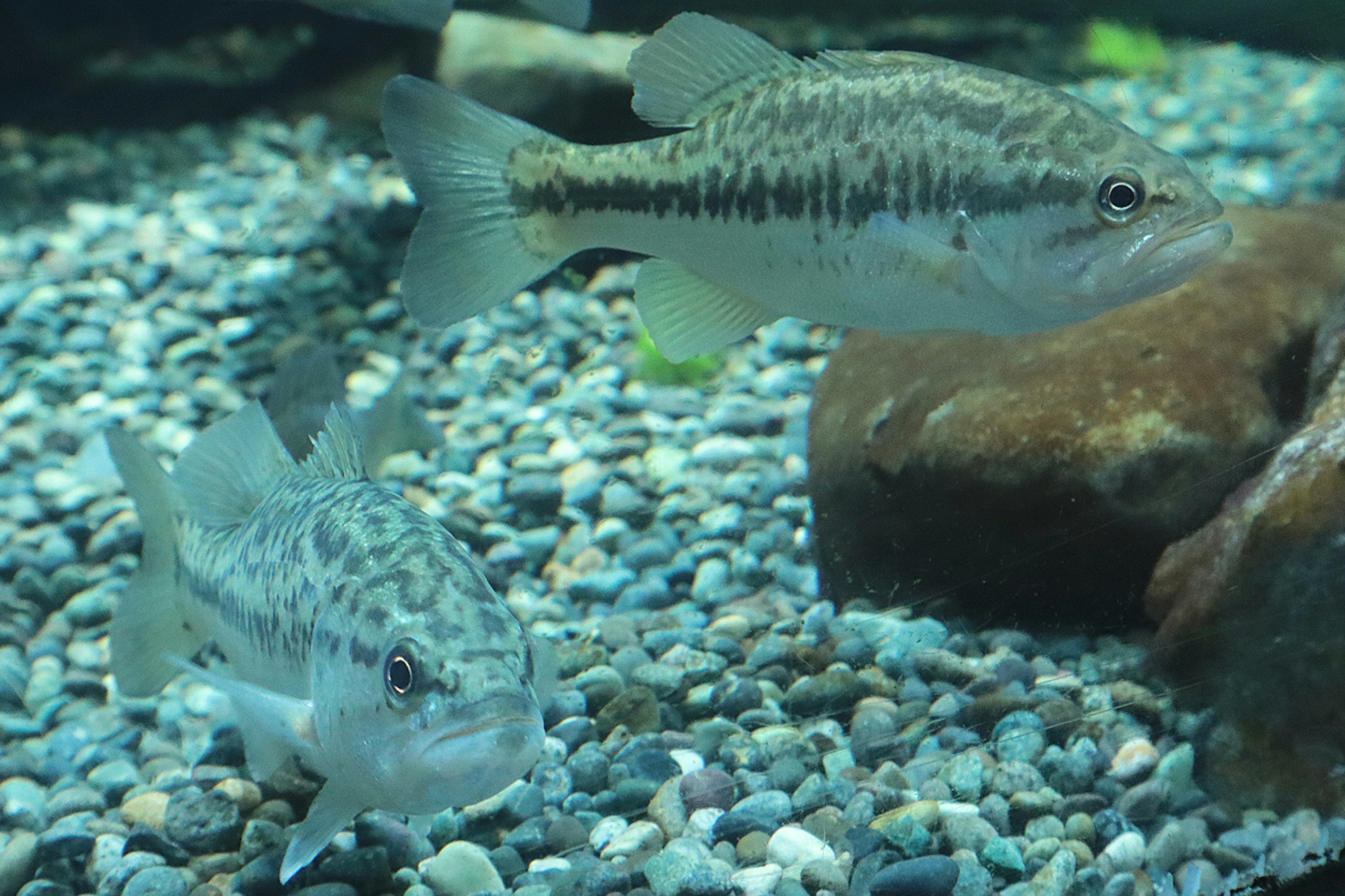 水中で泳ぐ二匹の魚と小石の背景