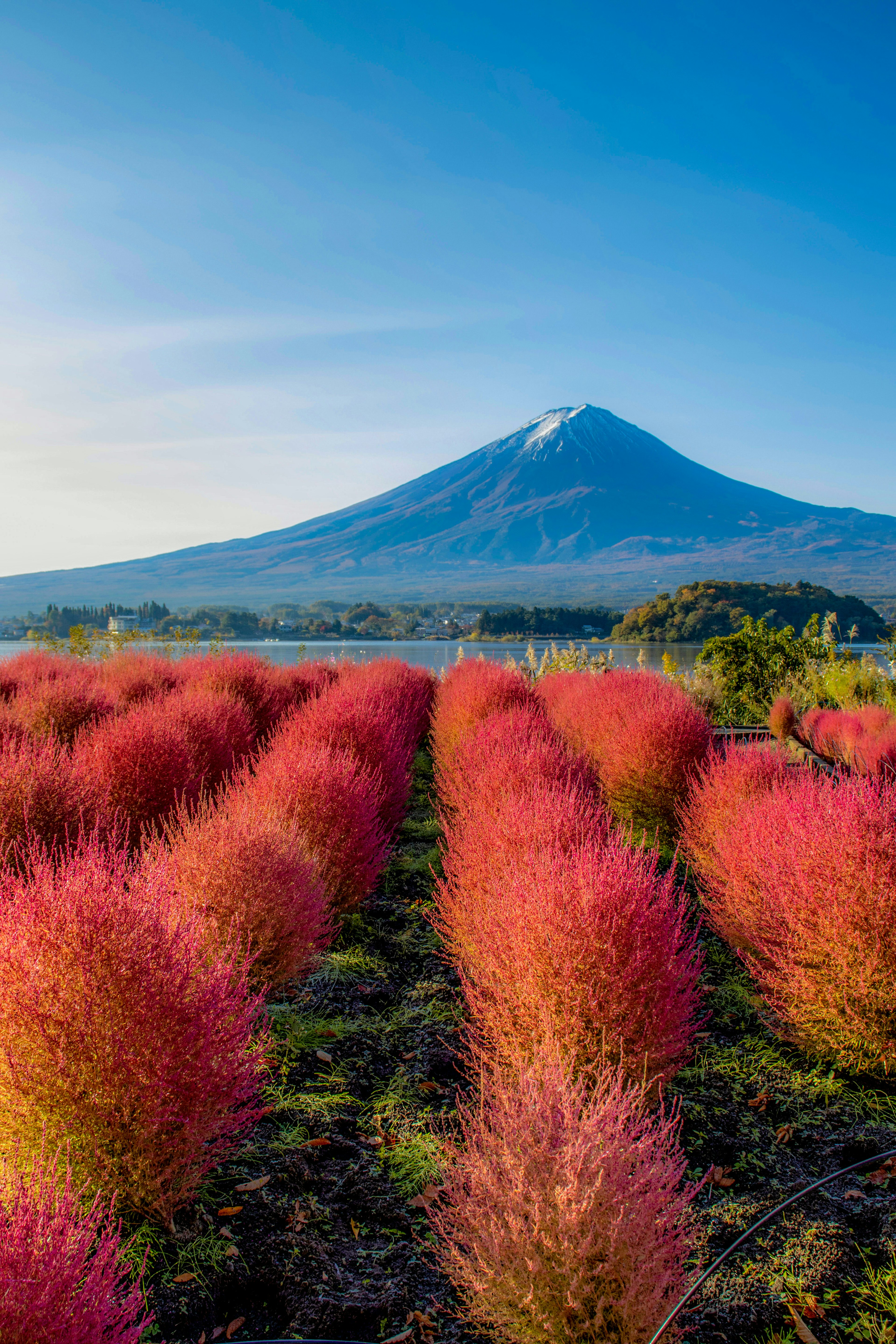 Plantes roses vibrantes en rangées avec une montagne enneigée en arrière-plan