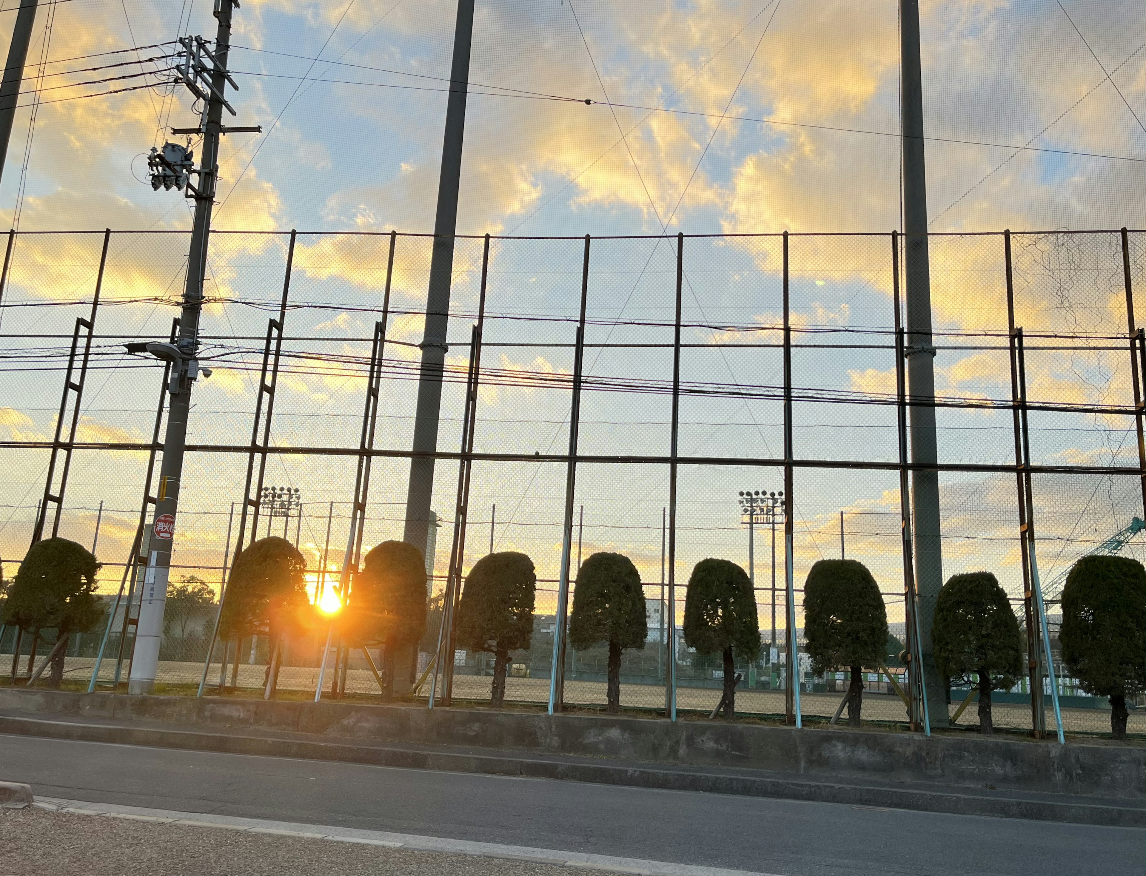 Silhouette di alberi e rete del campo da baseball con tramonto