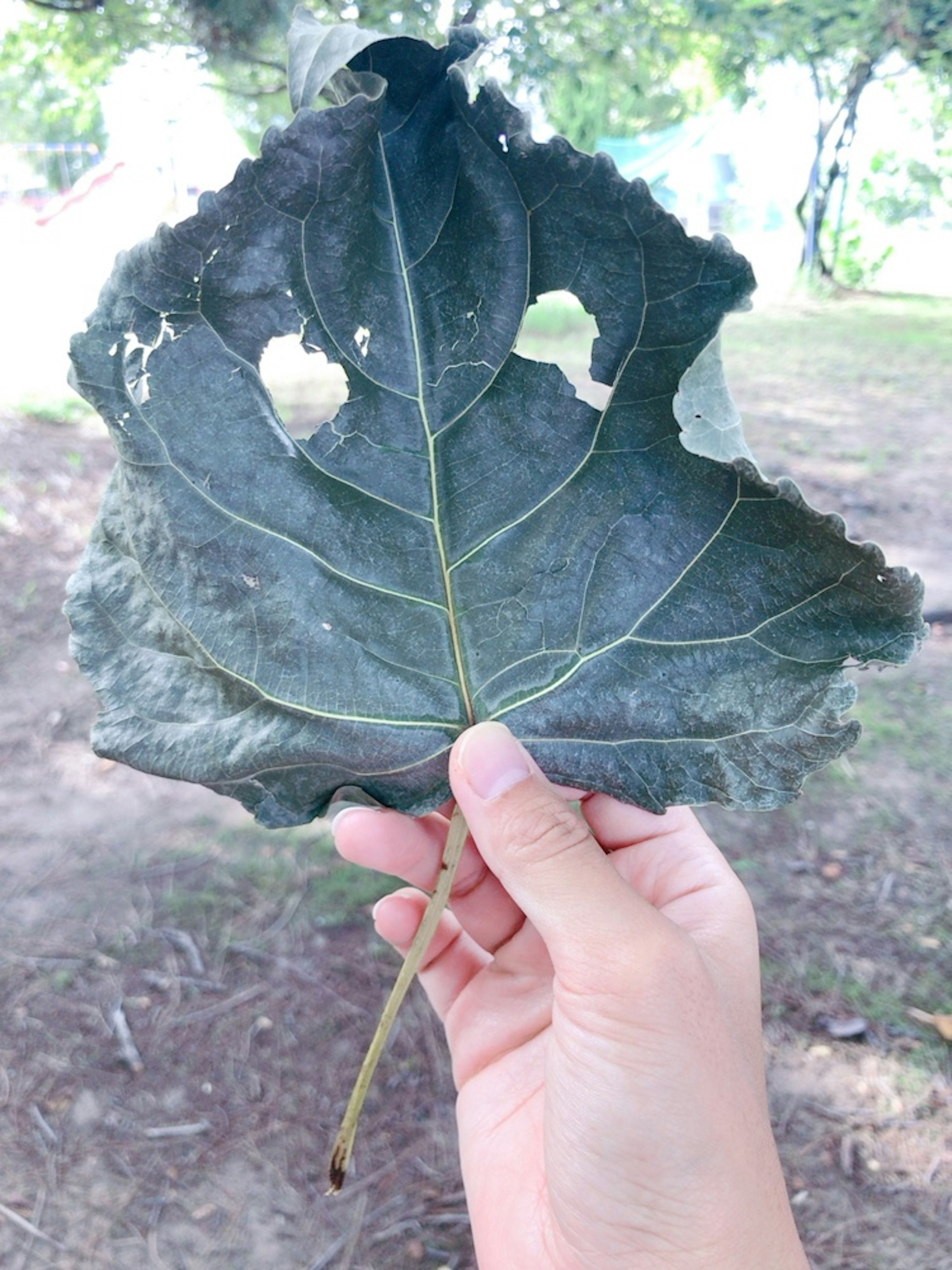 Ein großes Blatt, das in der Hand gehalten wird, mit einem markanten Loch darin