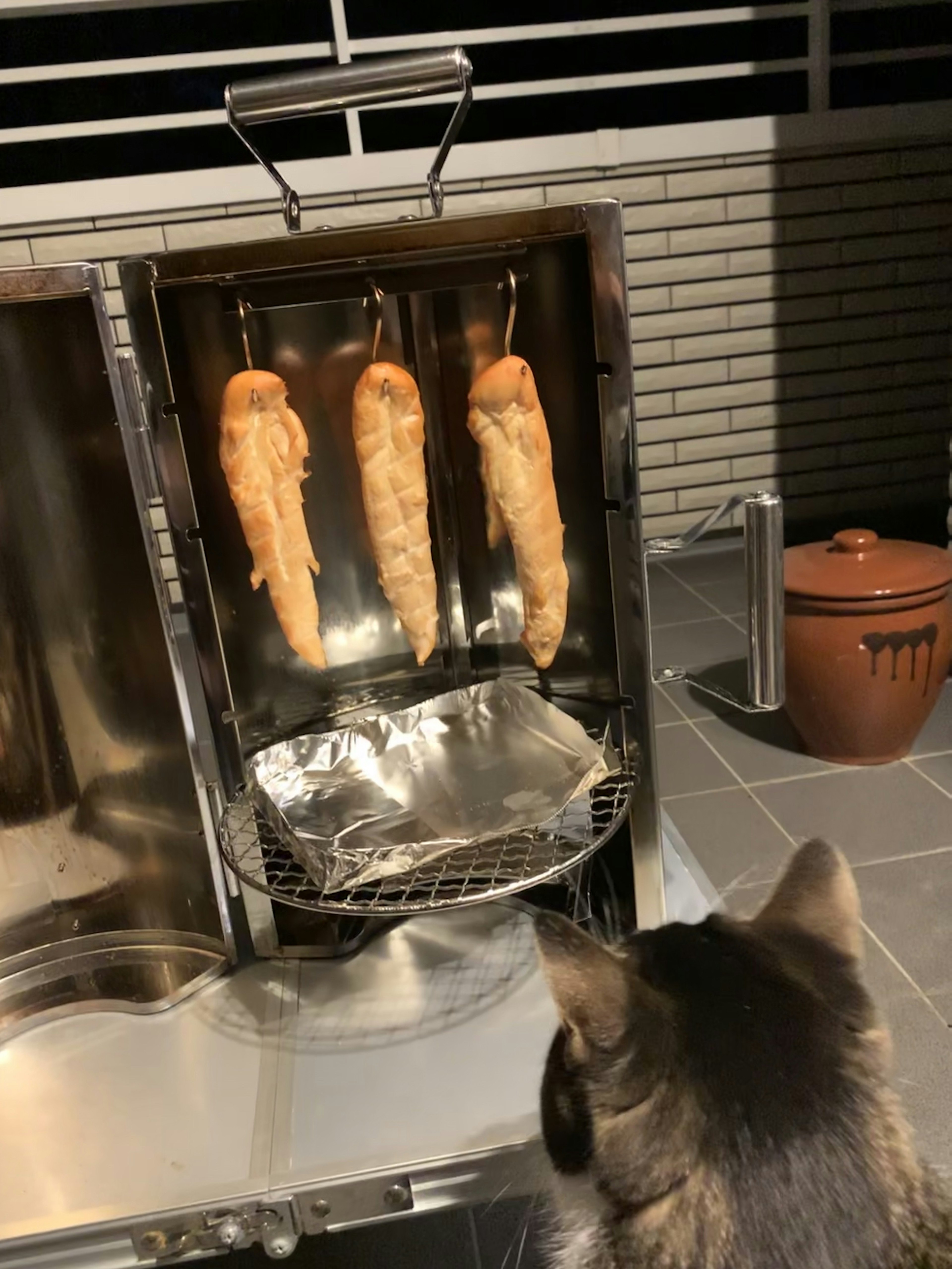 A cat watching smoked fish in a smoker outdoors at night