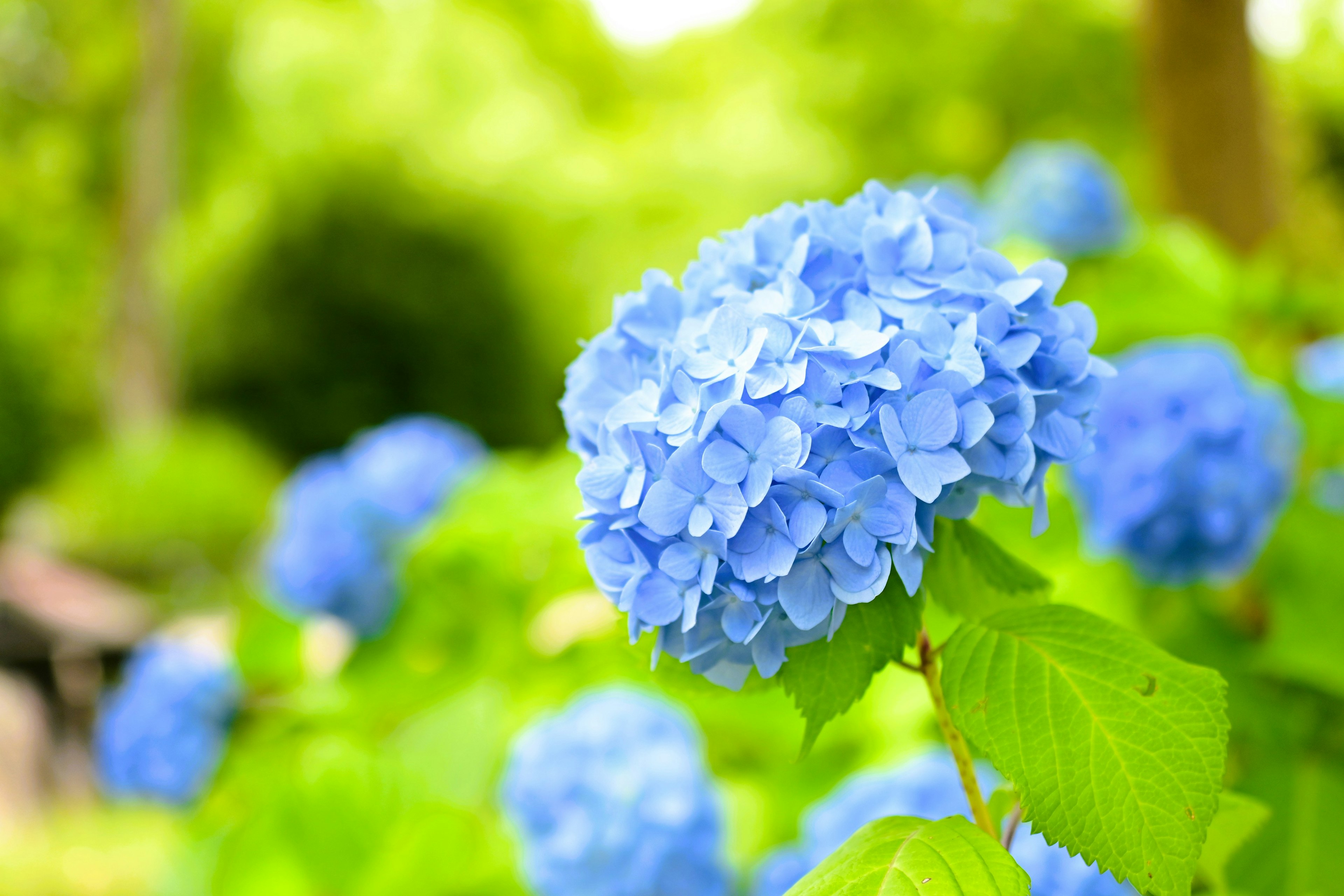 青いアジサイの花と緑の葉がある美しい風景