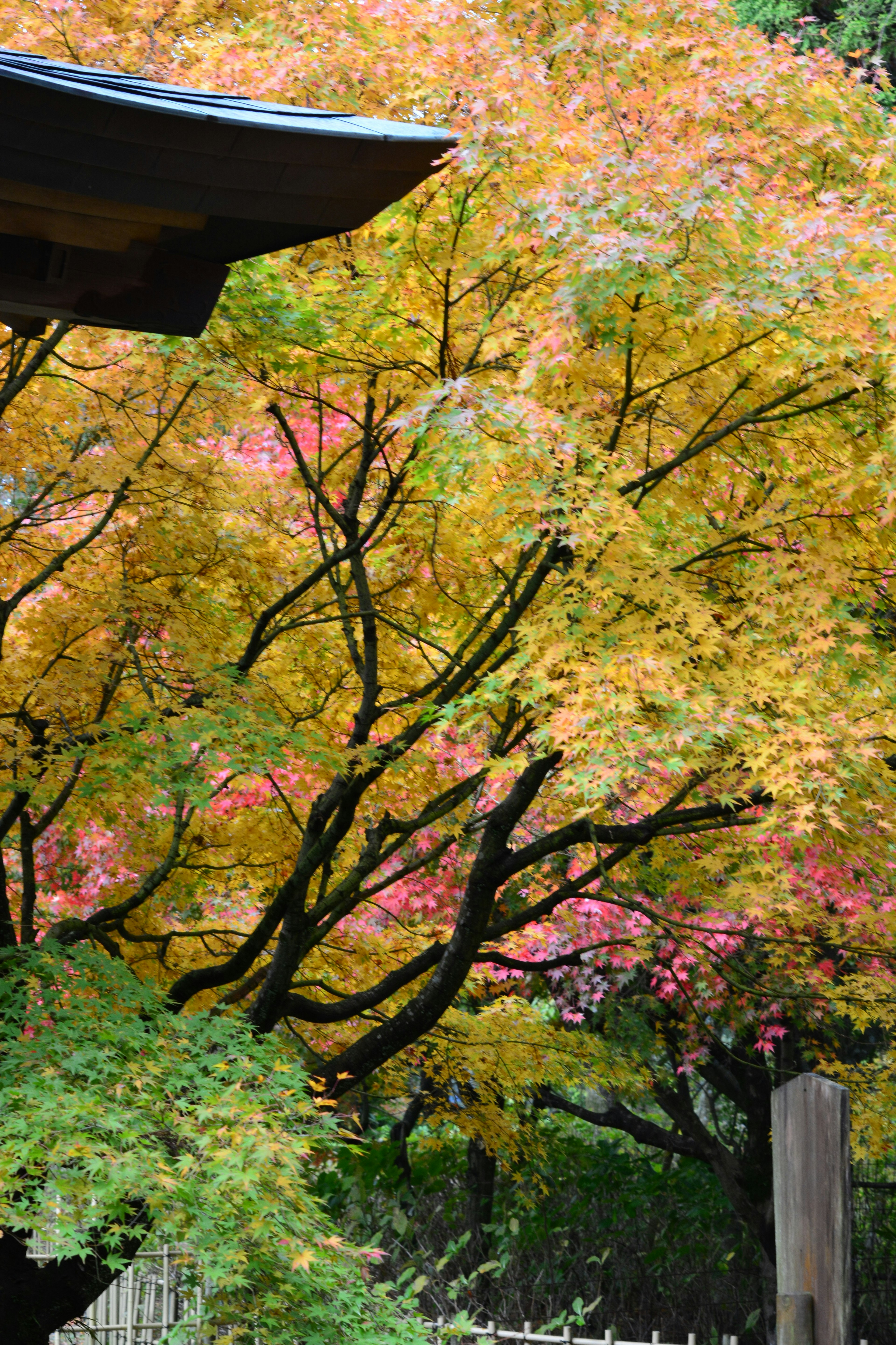 色とりどりの紅葉した木々と屋根の一部が見える風景