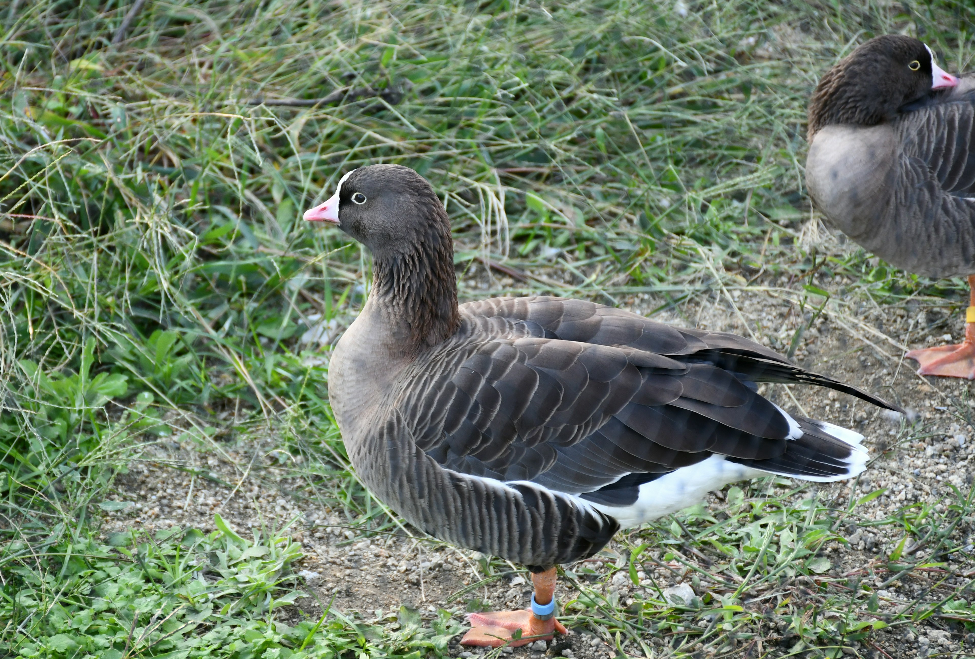 A type of goose standing on grass