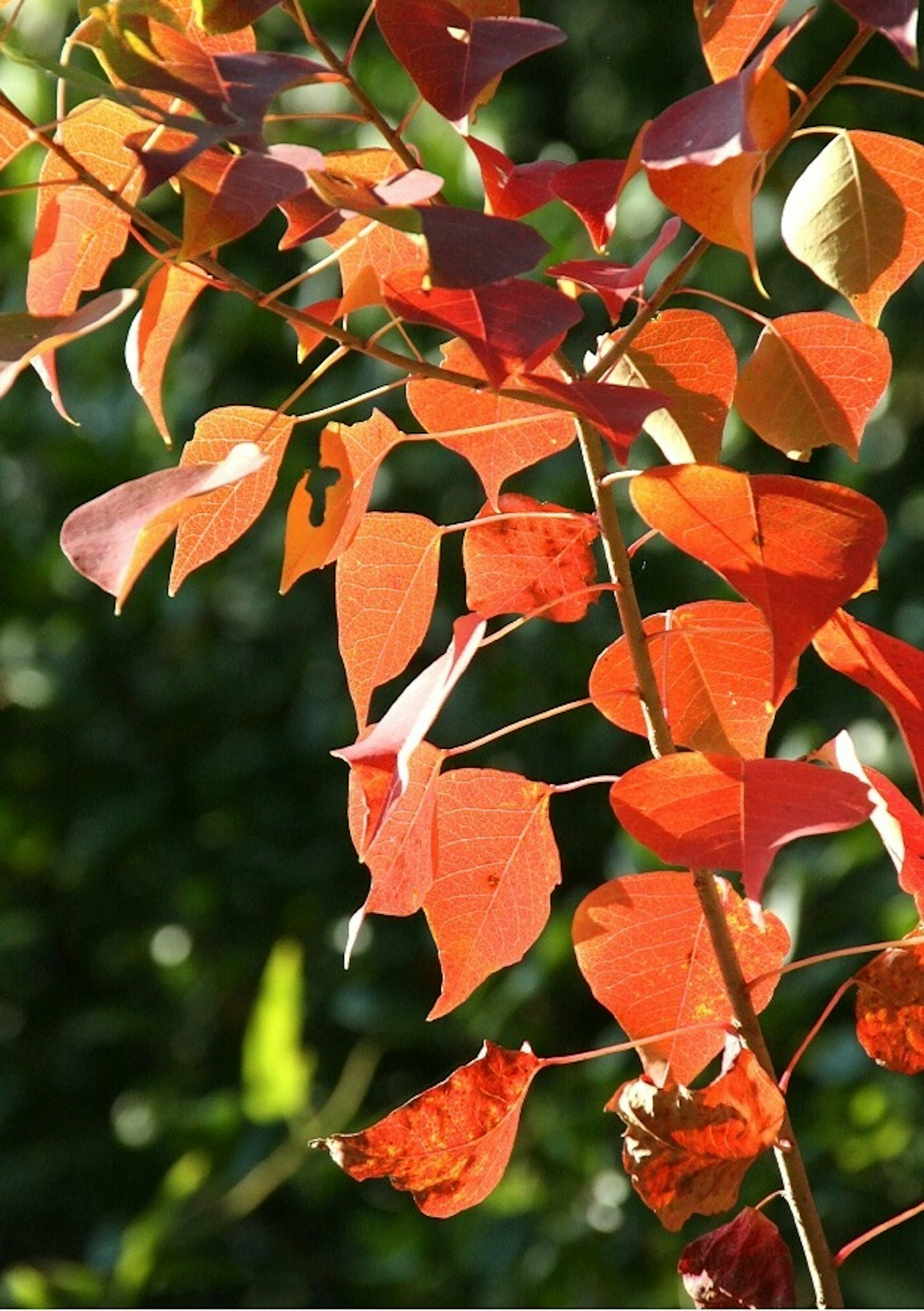 Vibrant red leaves stand out against a green background in autumn