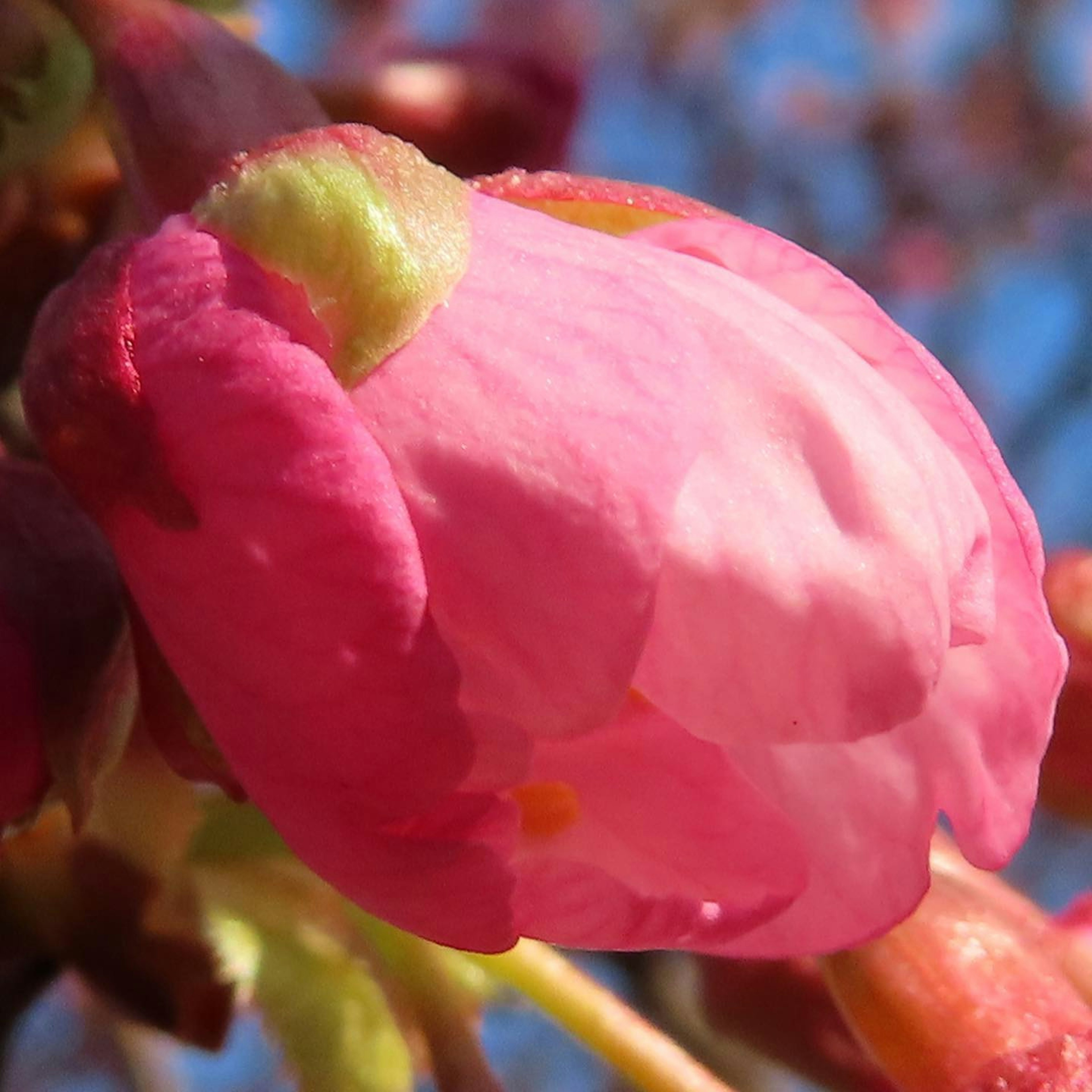 ピンクの花びらが特徴的なつぼみのクローズアップ