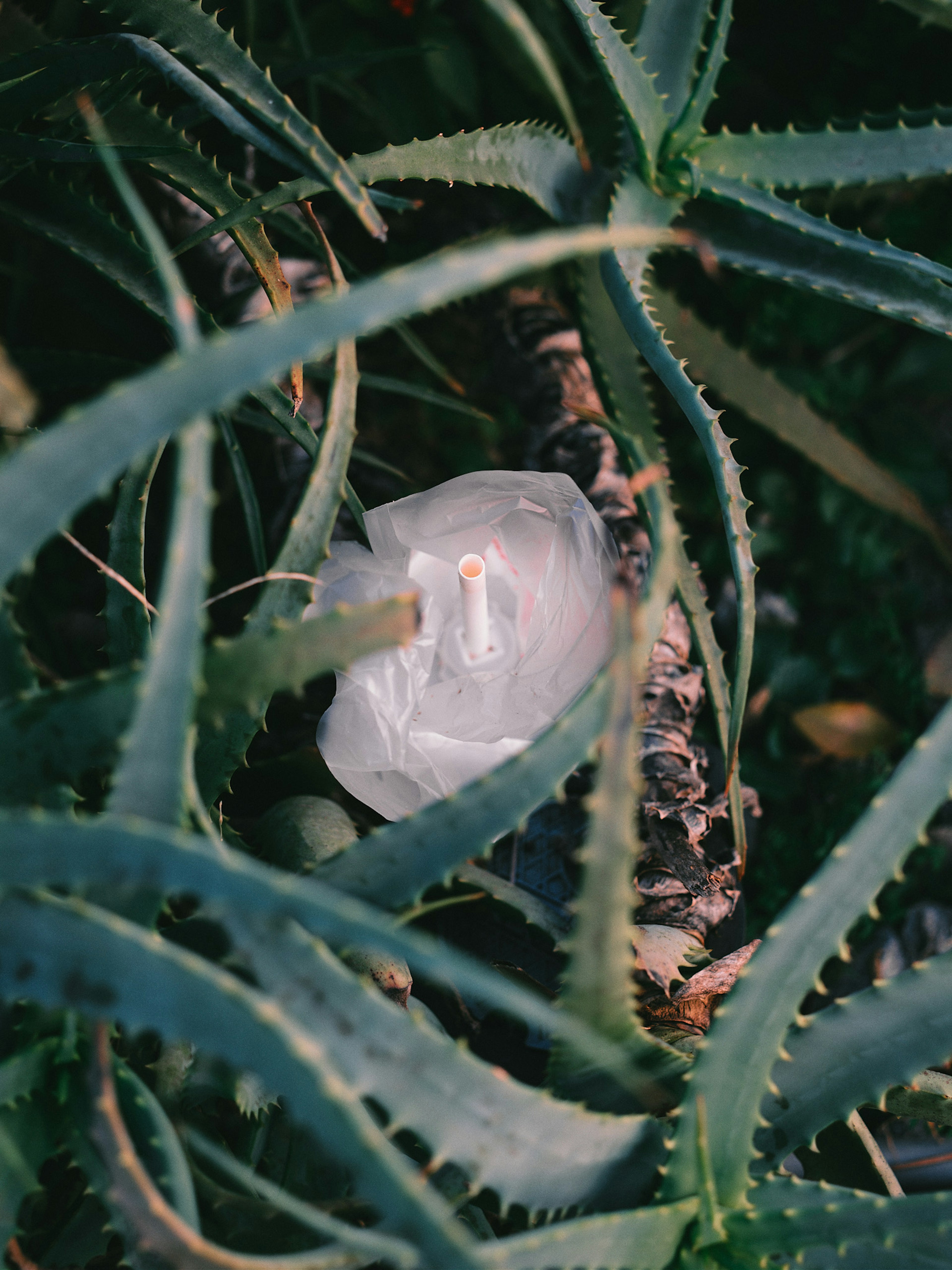 Transparent plastic waste nestled among green aloe leaves