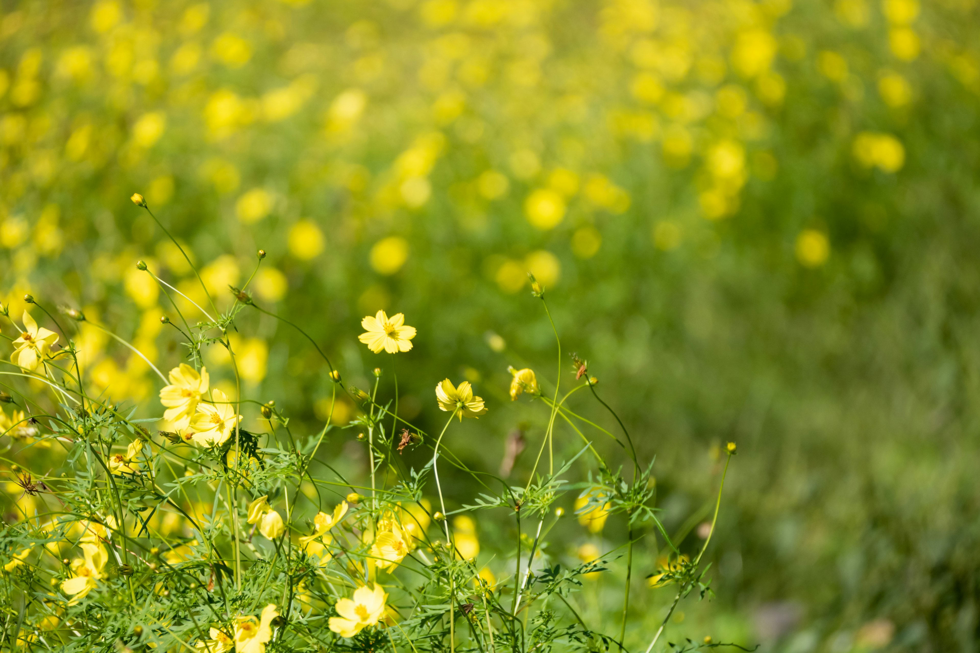 A landscape of yellow flowers blooming in a green meadow