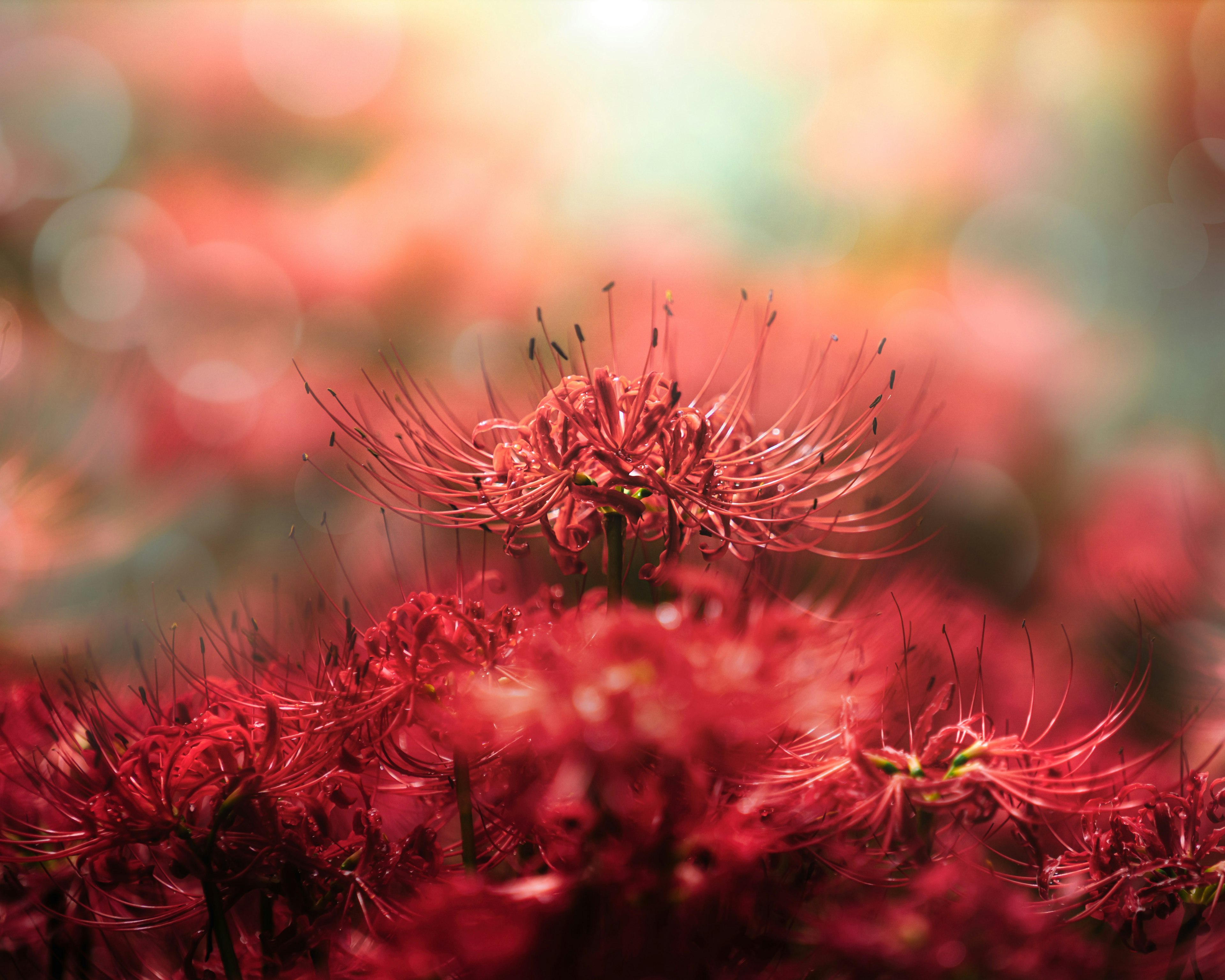 Gros plan sur des fleurs rouges avec un arrière-plan flou doux et une atmosphère rêveuse