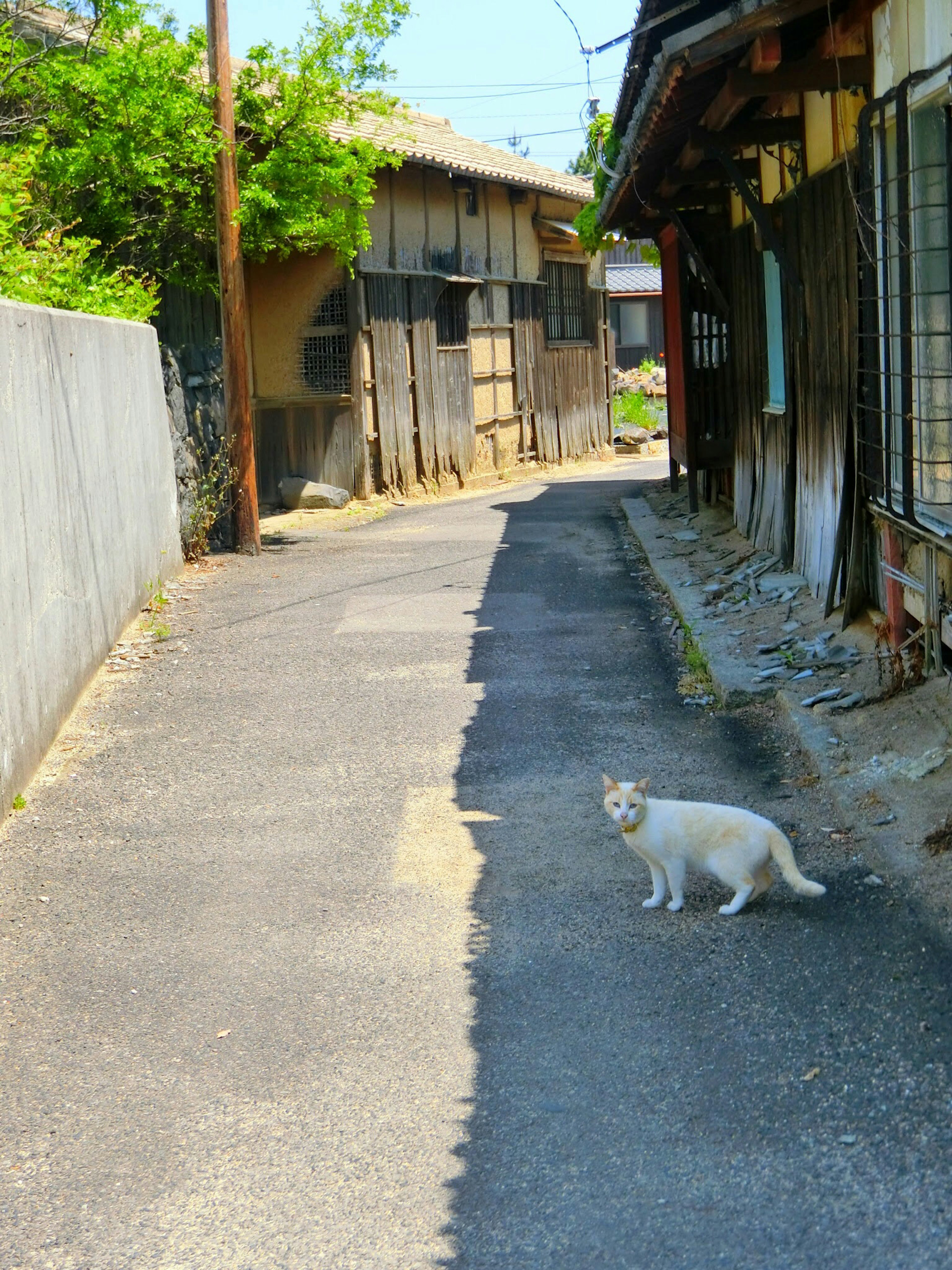 A white cat on a narrow street surrounded by old houses