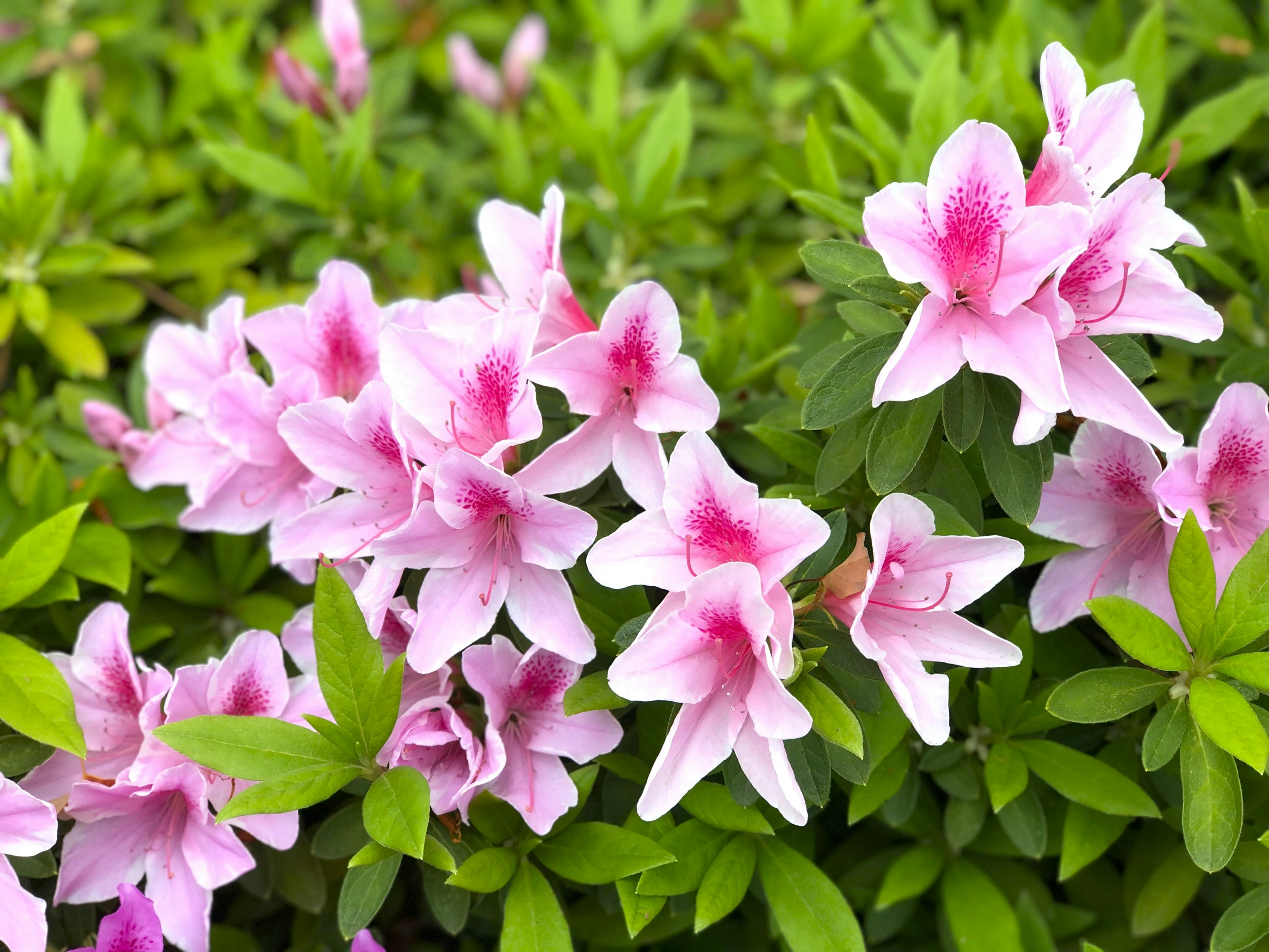 Close-up of azalea plants with pink flowers