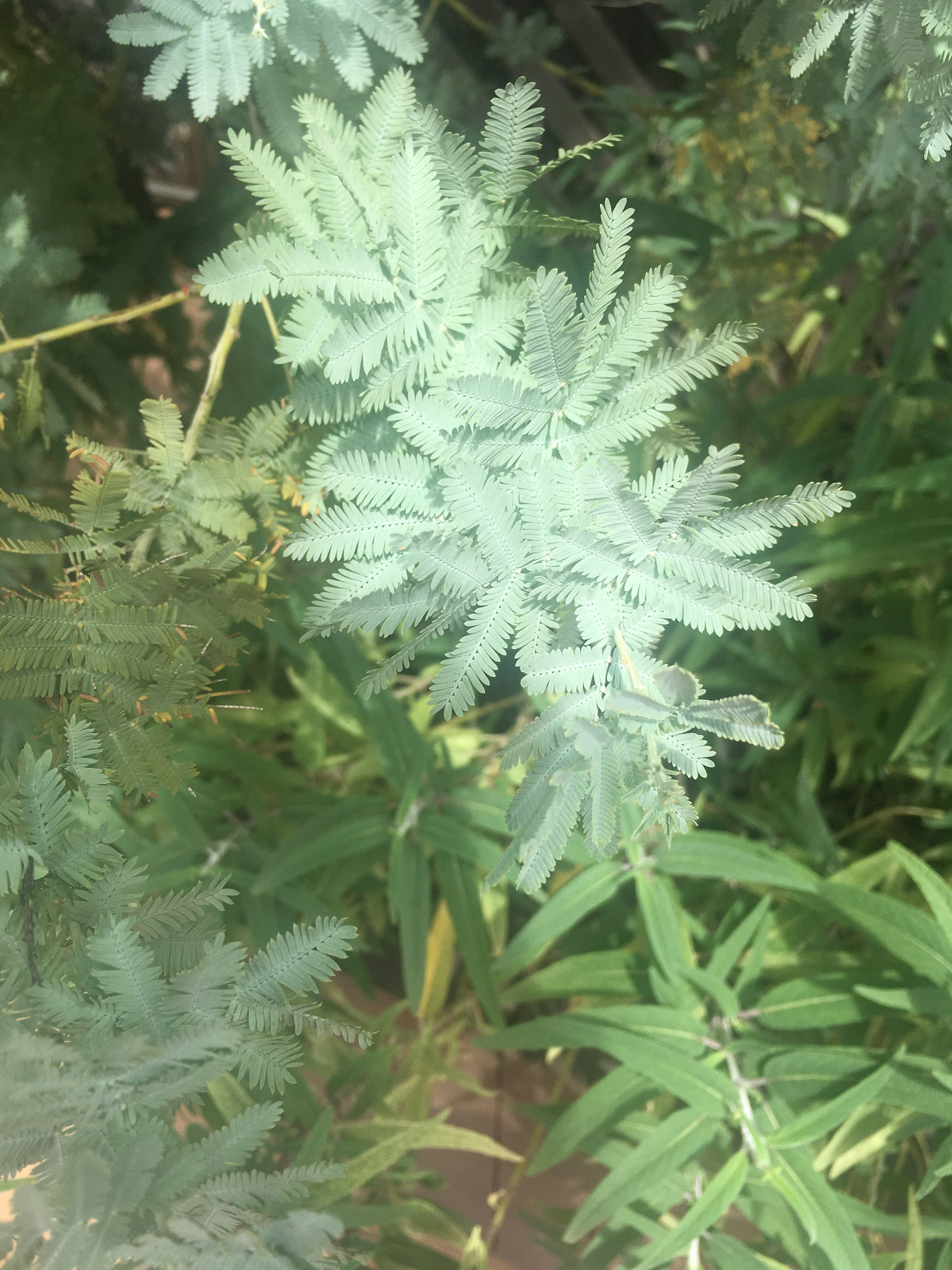 Close-up dari tanaman hijau dengan daun halus dan berbentuk rumit