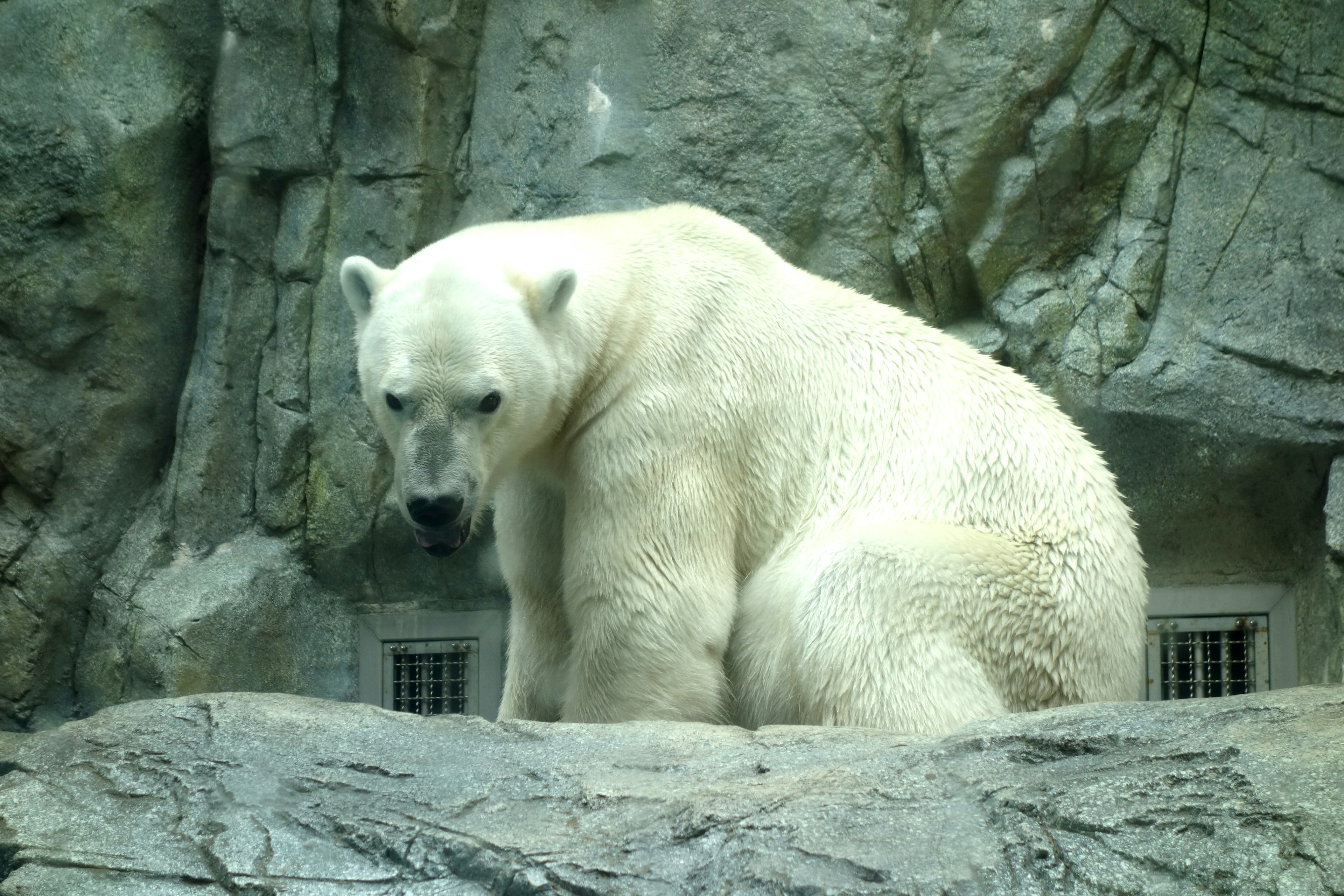 Polar bear sitting on rocks