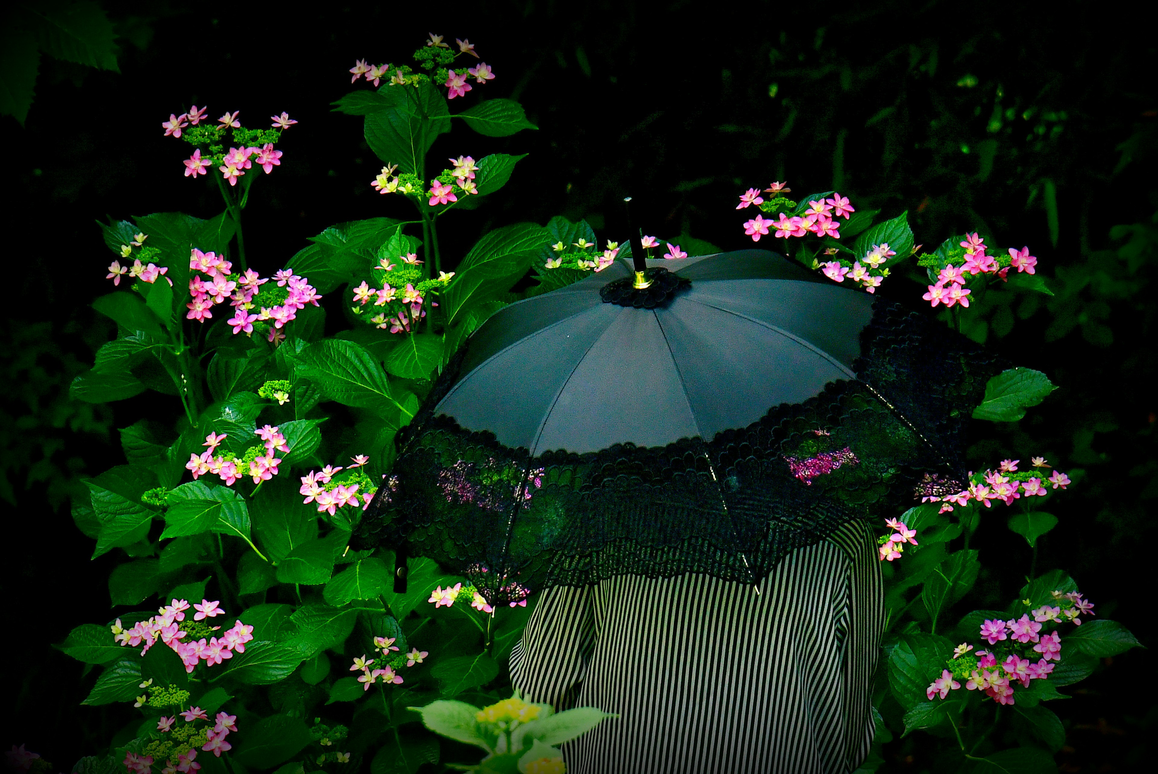 黒いレースの傘を持つ人物がピンクの花に囲まれている