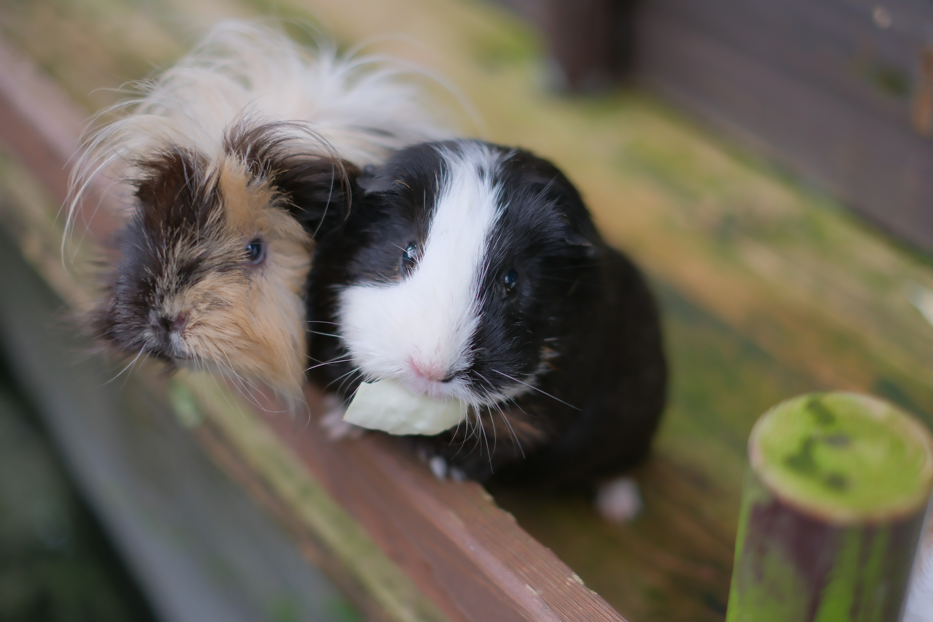 Two guinea pigs sitting side by side One has cream and brown fur The other has black and white fur