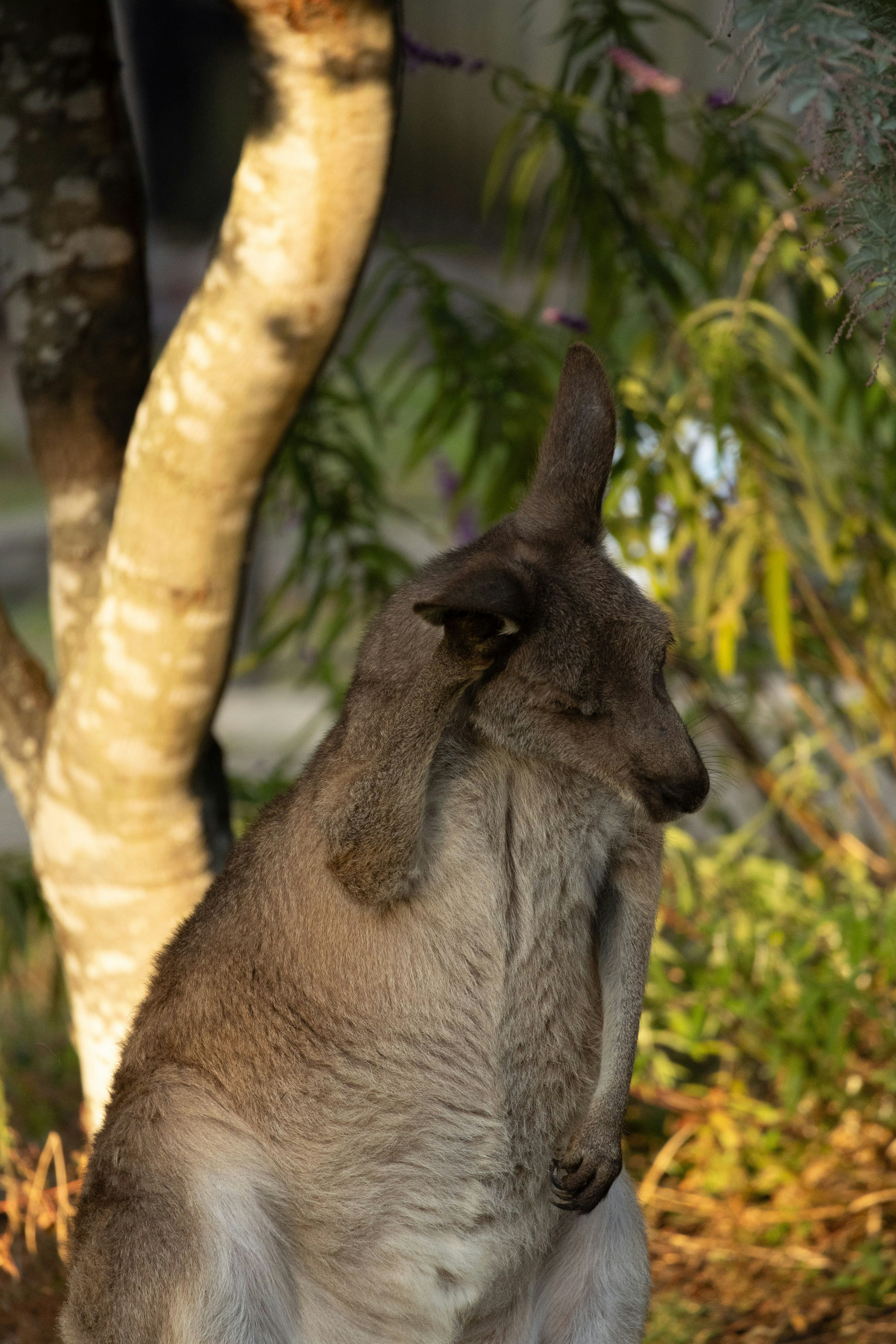 Kangaroo đứng gần cây với cây xanh