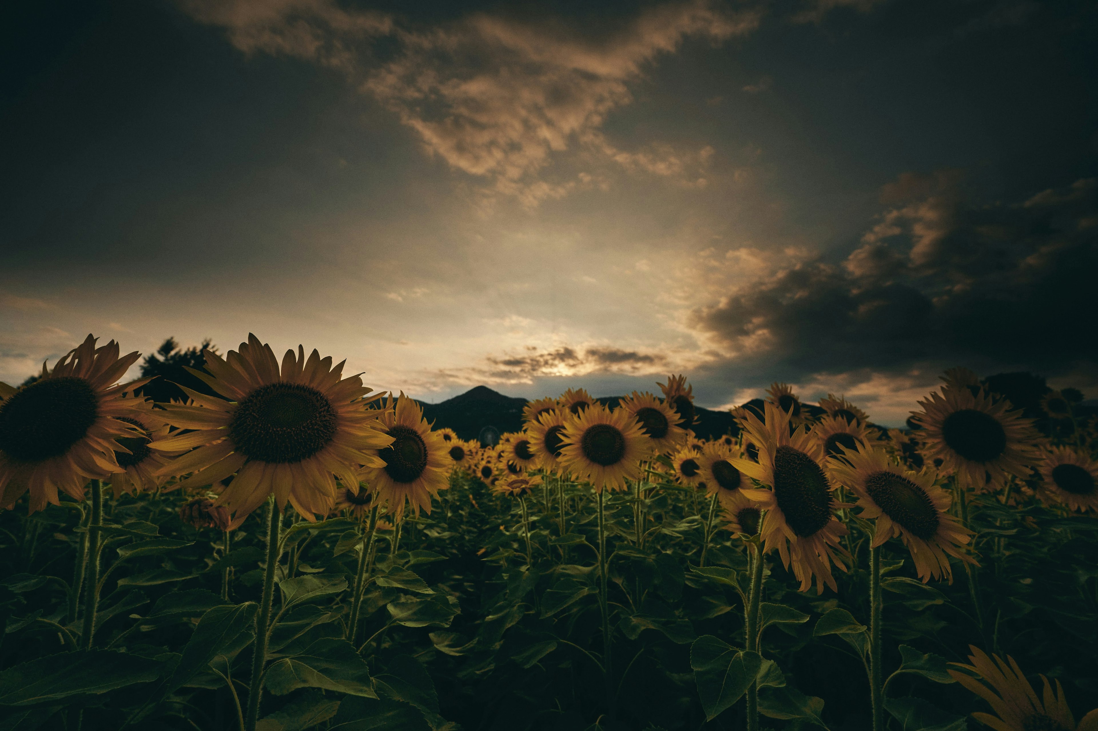 Campo de girasoles al anochecer con nubes oscuras