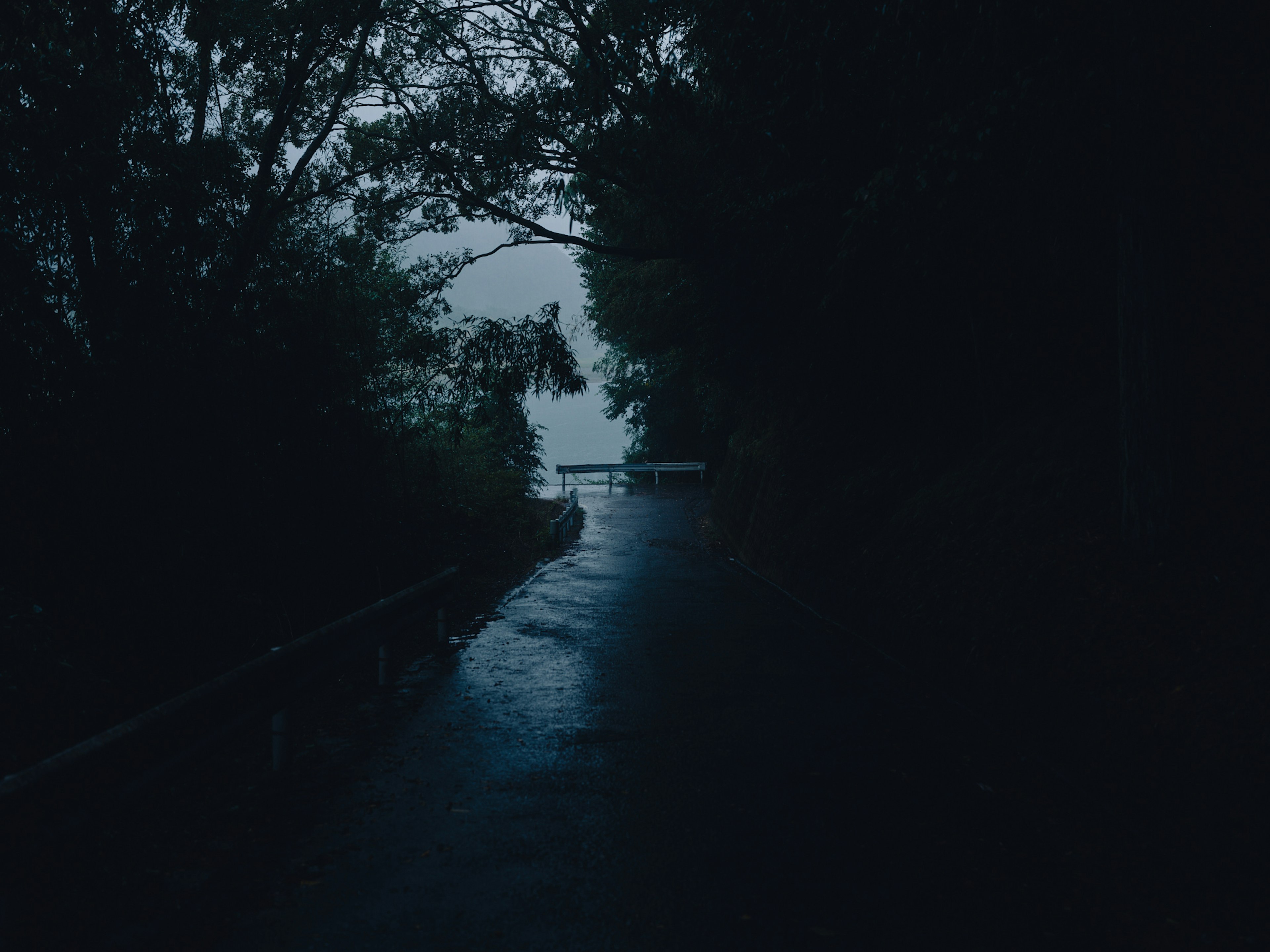 A dark pathway lined with trees leading to a calm water body