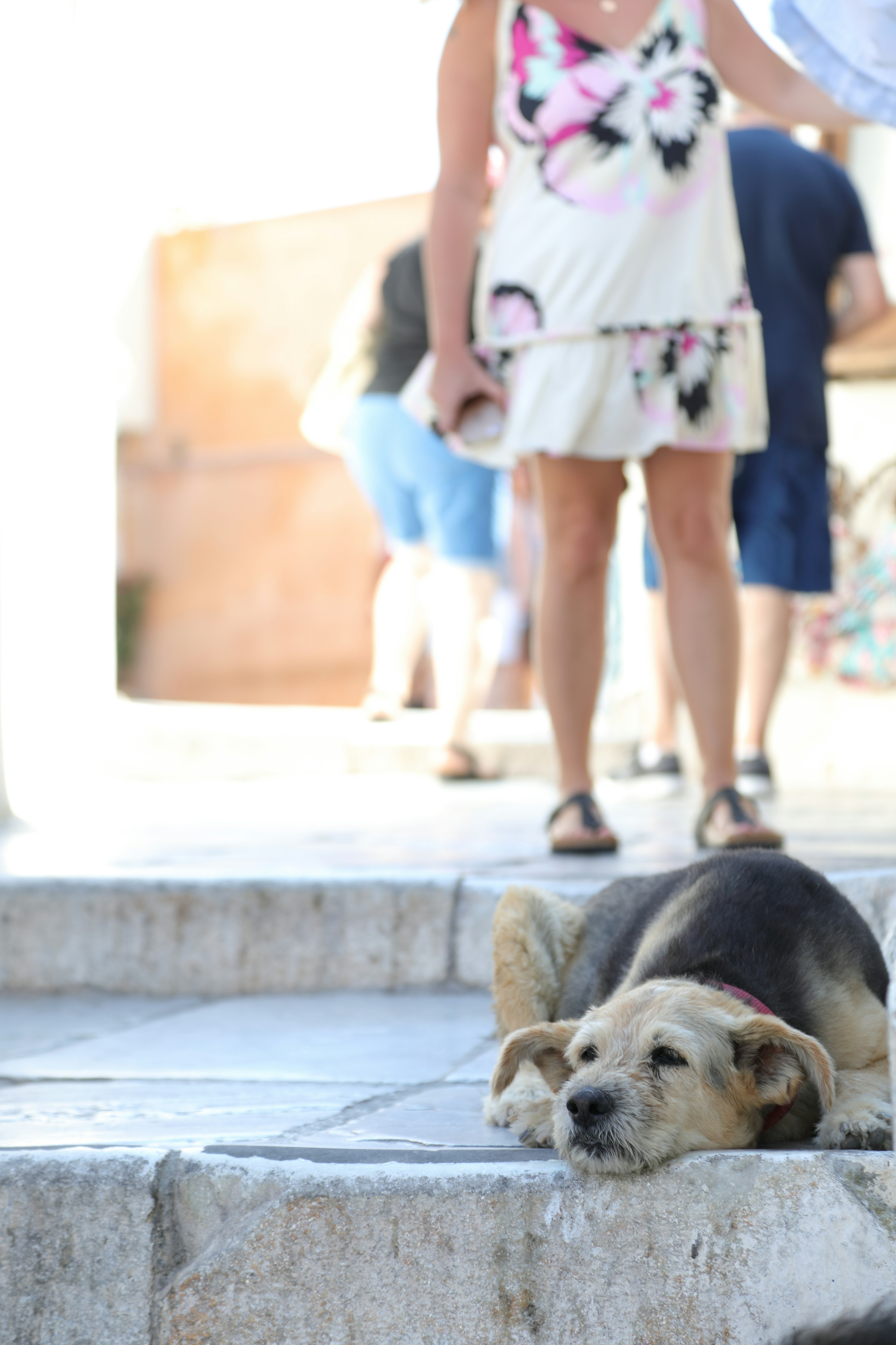 A dog lying on the steps with people walking in the background