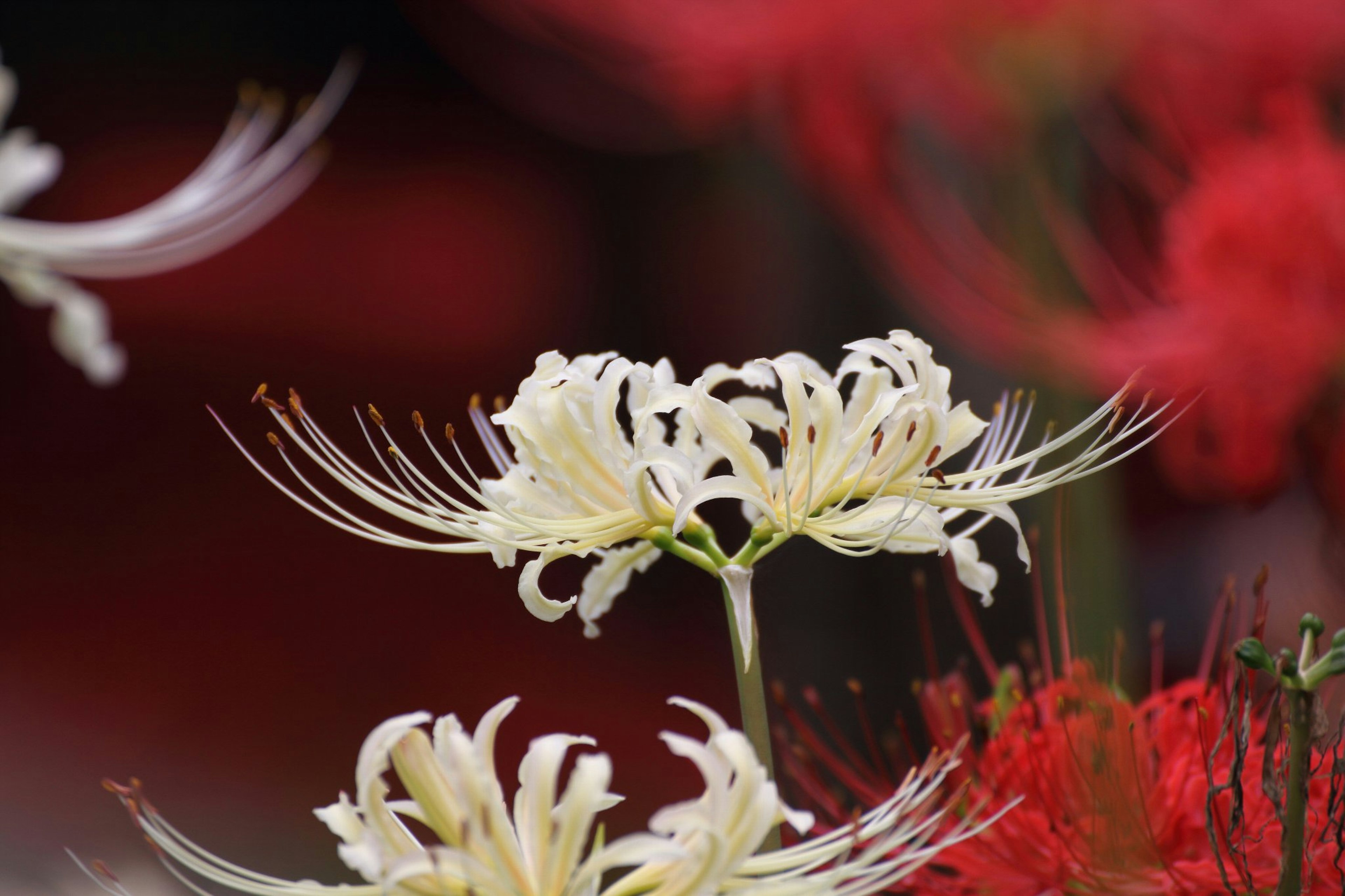 Beautiful contrast of white spider lilies against a red background