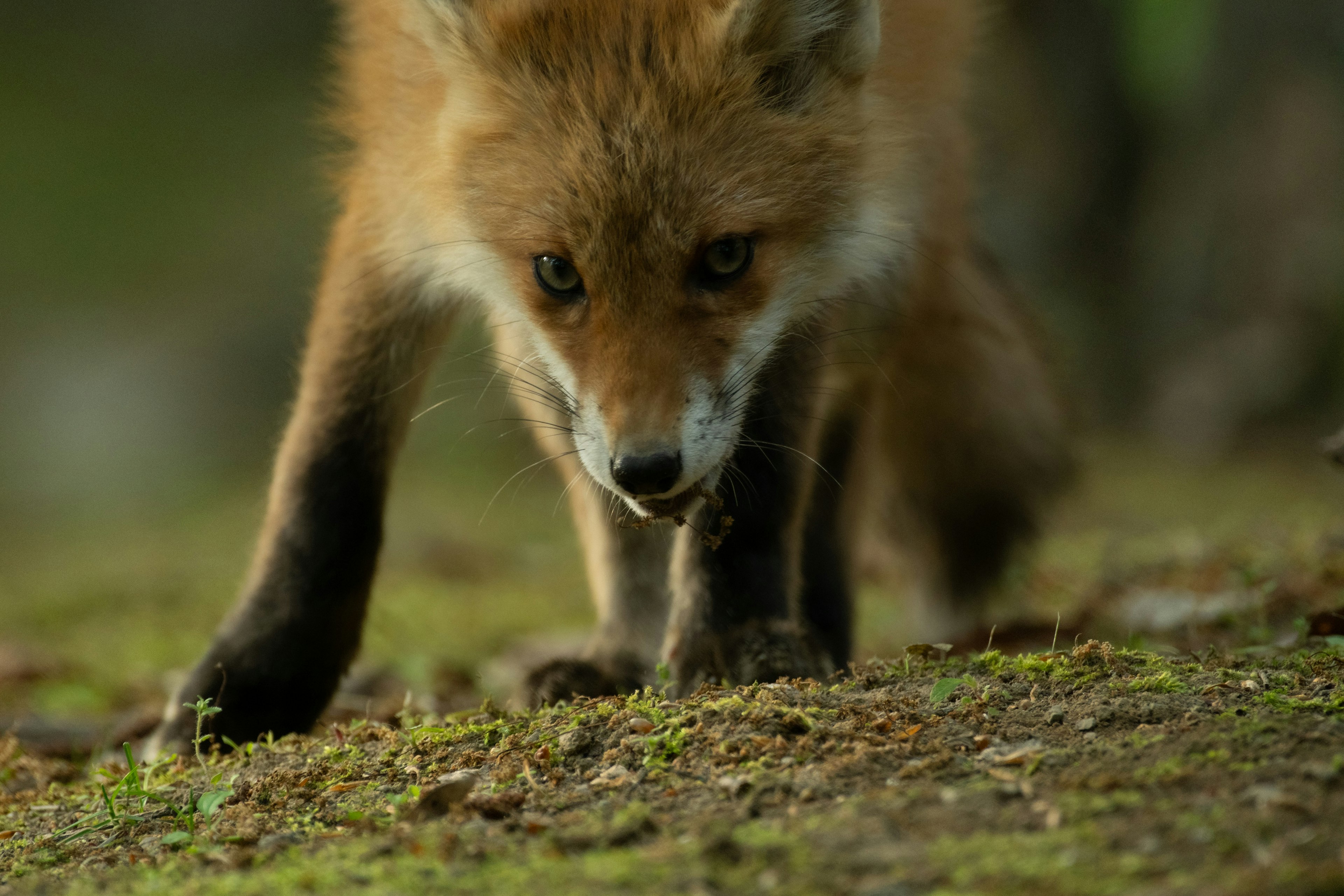 Junger Fuchs, der über den Boden kriecht mit orangefarbenem Fell und großen Augen