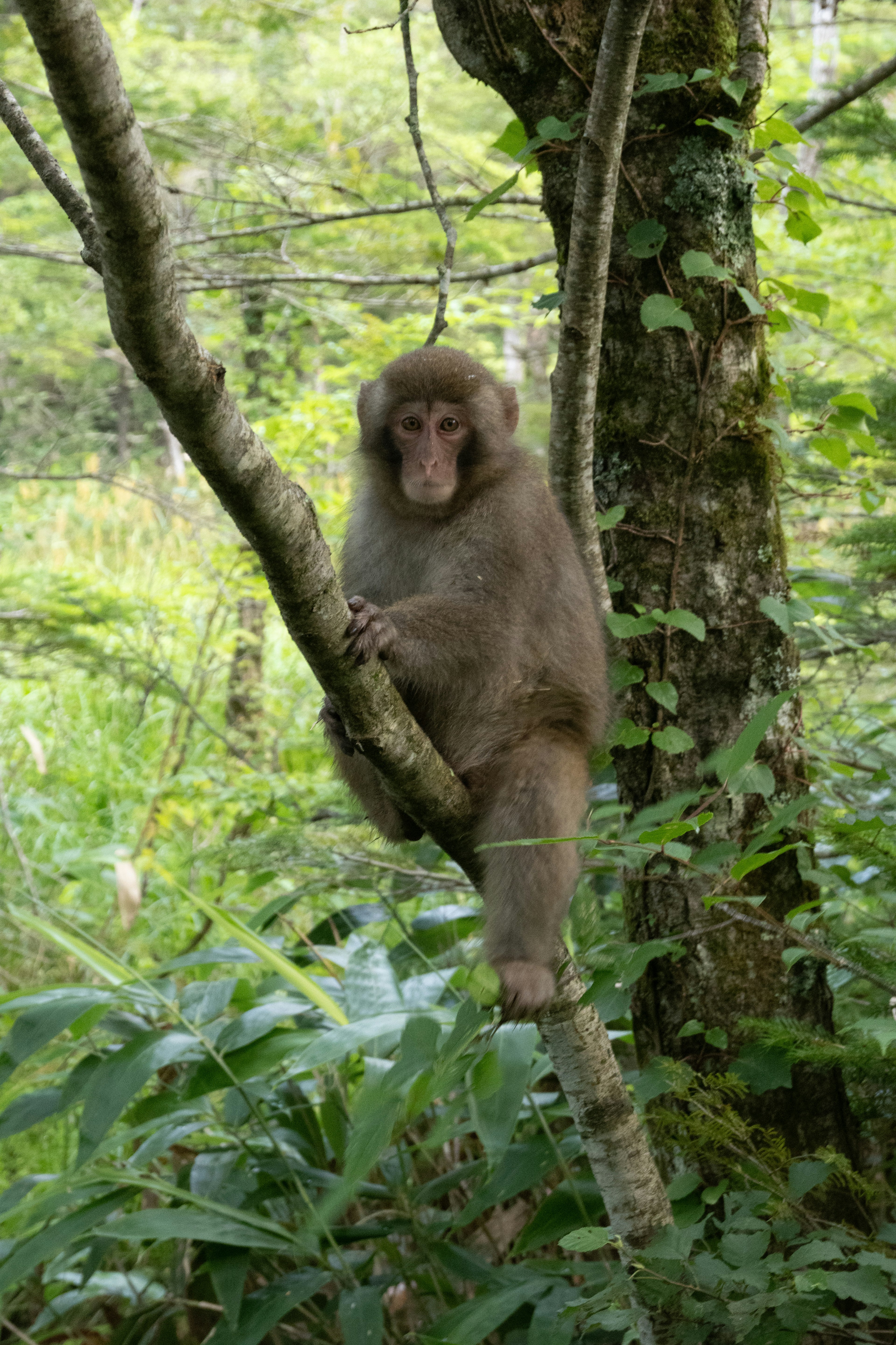 Una scimmia appollaiata su un ramo con uno sfondo di foresta verde