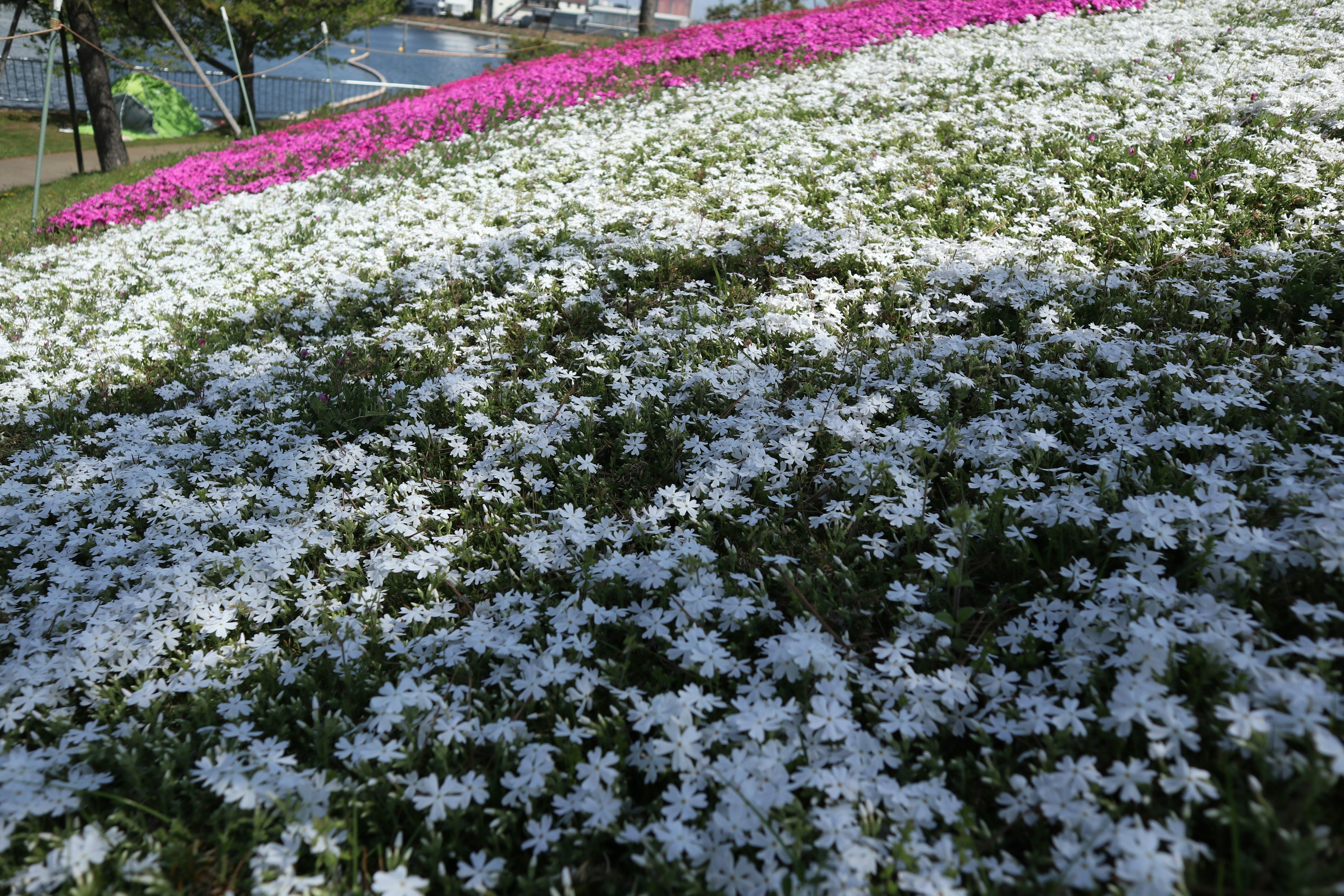 A landscape featuring a carpet of white flowers with a backdrop of pink flowers