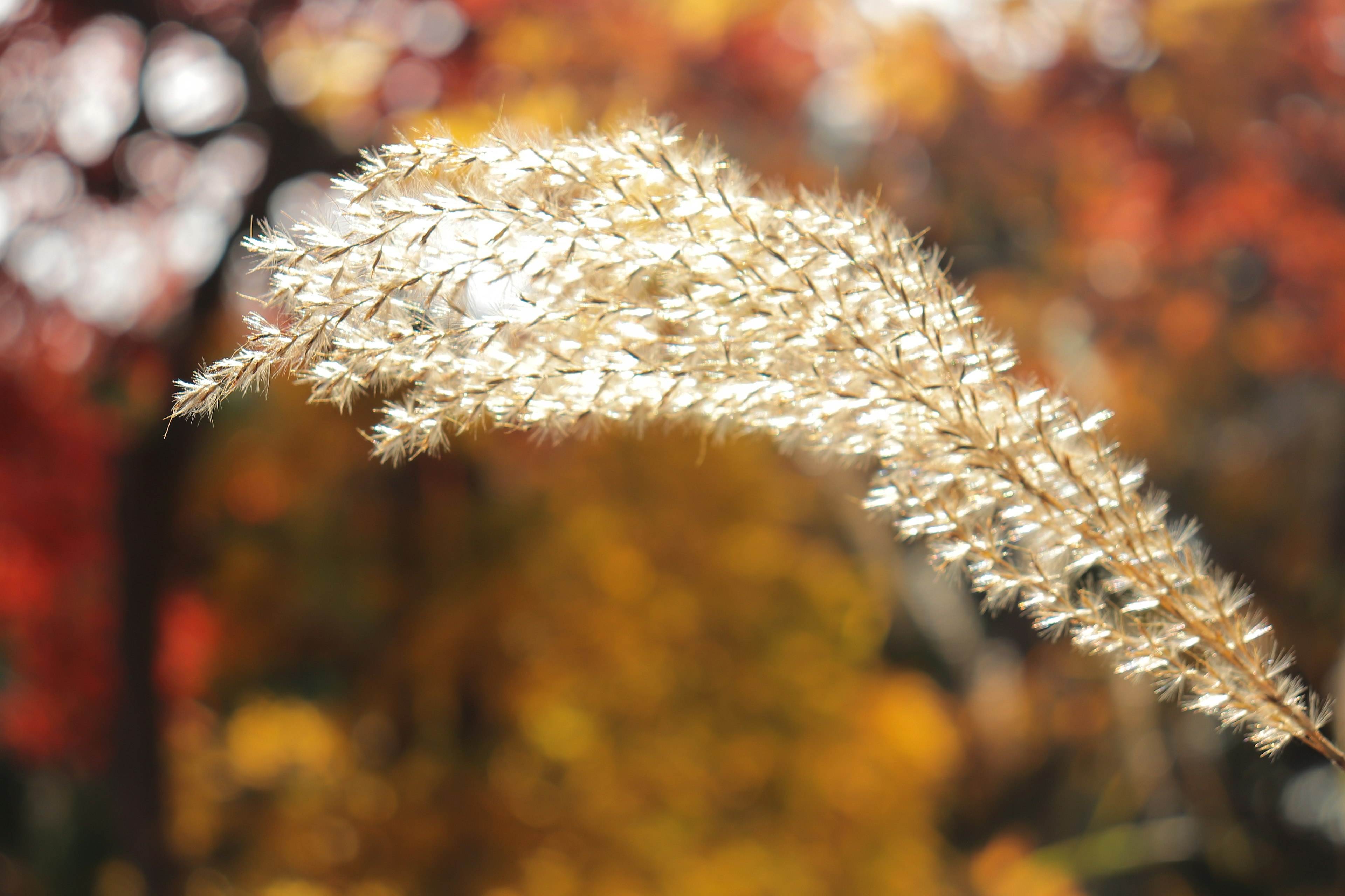 Goldene Grashalme schimmern vor einem herbstlichen Hintergrund