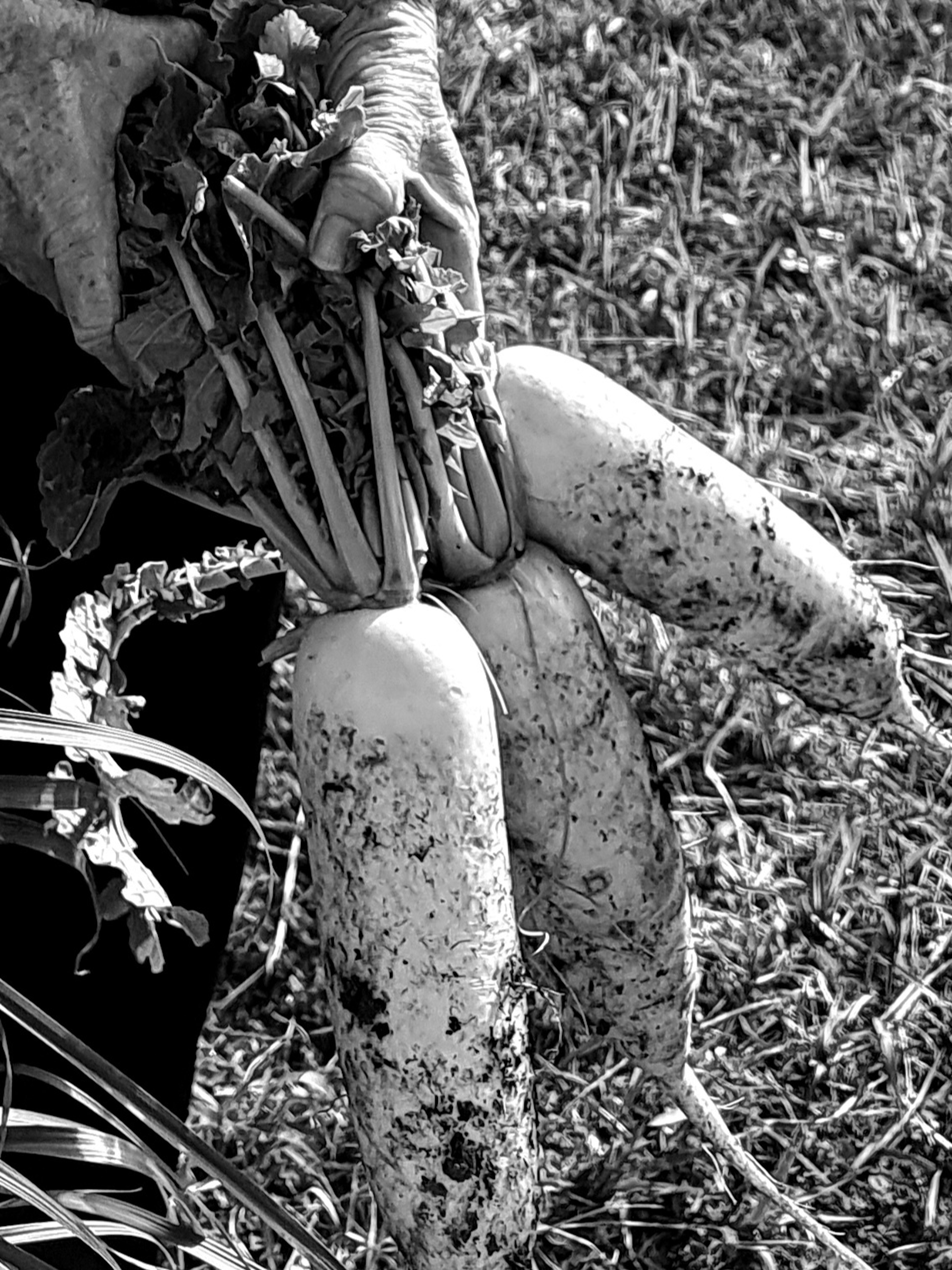 Close-up of hands holding dirty radishes