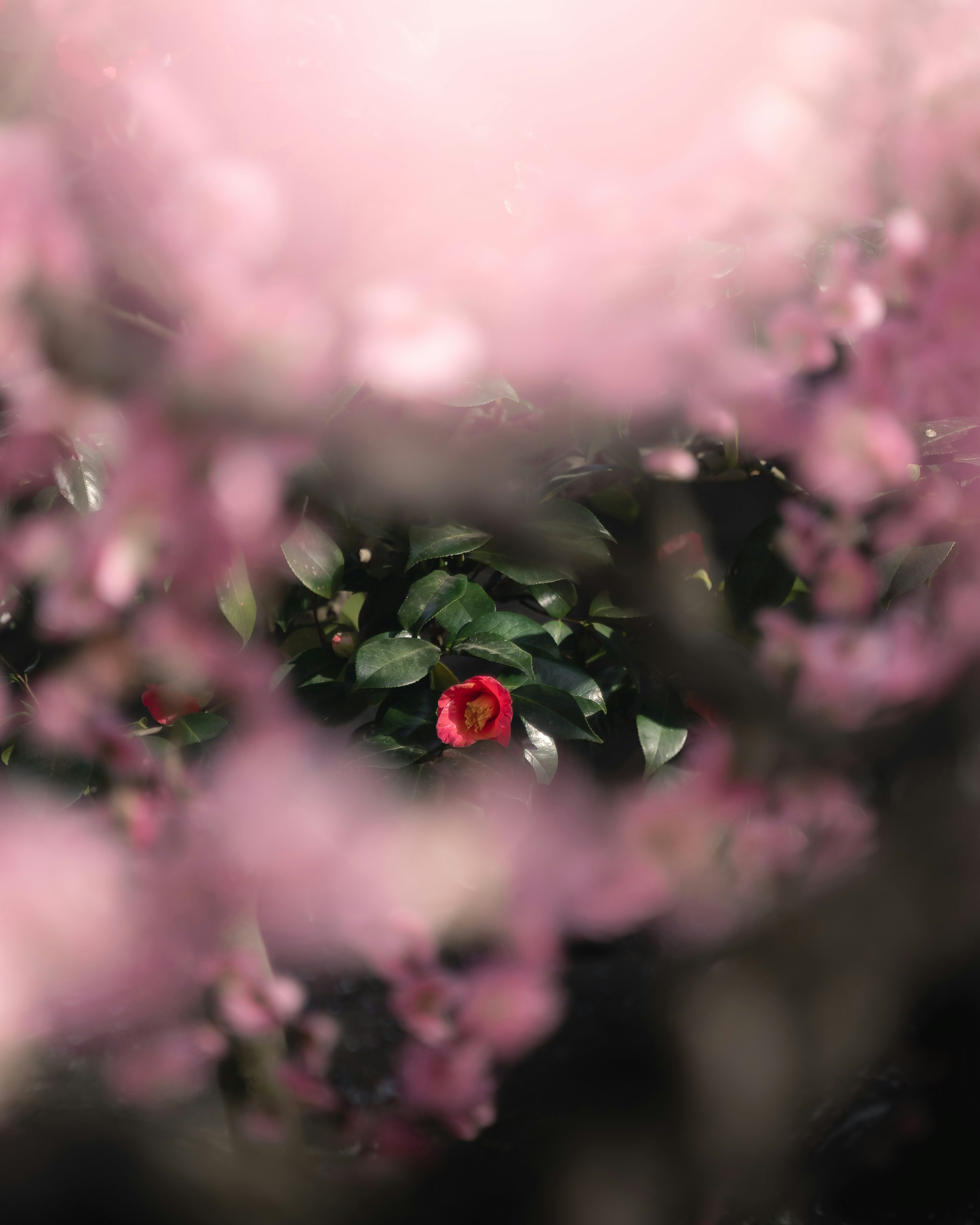 Une vue floue de cerisiers en fleurs avec une fleur rouge au centre